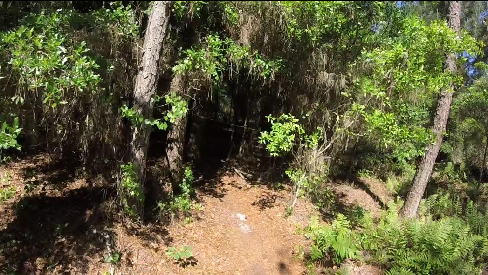 A wooded trail surrounded by lush greenery, with sunlight filtering through the leaves, and a path leading deeper into the forest. Seminole Wekiva Markham Road Trail mountain bike trail.