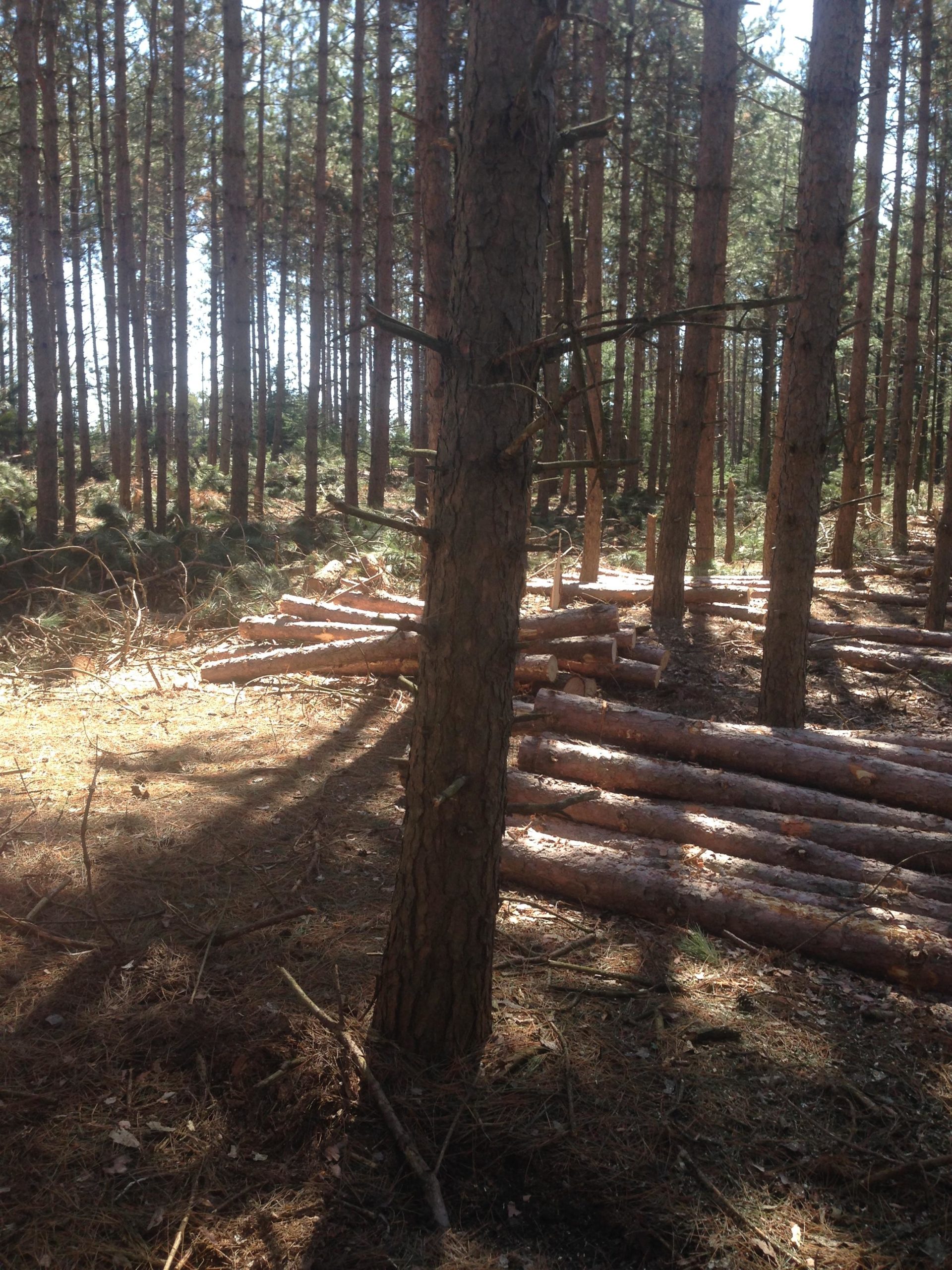 A sunlit forest scene featuring tall, straight pine trees with a carpet of pine needles and scattered underbrush. In the background, several logs are stacked among the trees, indicating recent logging activity. The lighting creates shadows on the forest floor, enhancing the serene and natural atmosphere. Coulson's Hill mountain bike trail.