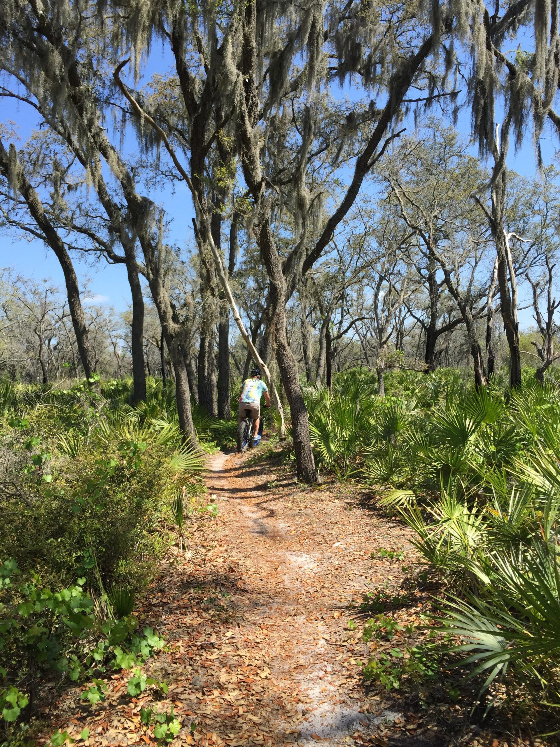 A person riding a bicycle along a narrow dirt path in a lush forest. The scene features tall trees draped with Spanish moss and vibrant green underbrush, with a clear blue sky visible above. Alafia River State Park mountain bike trail.