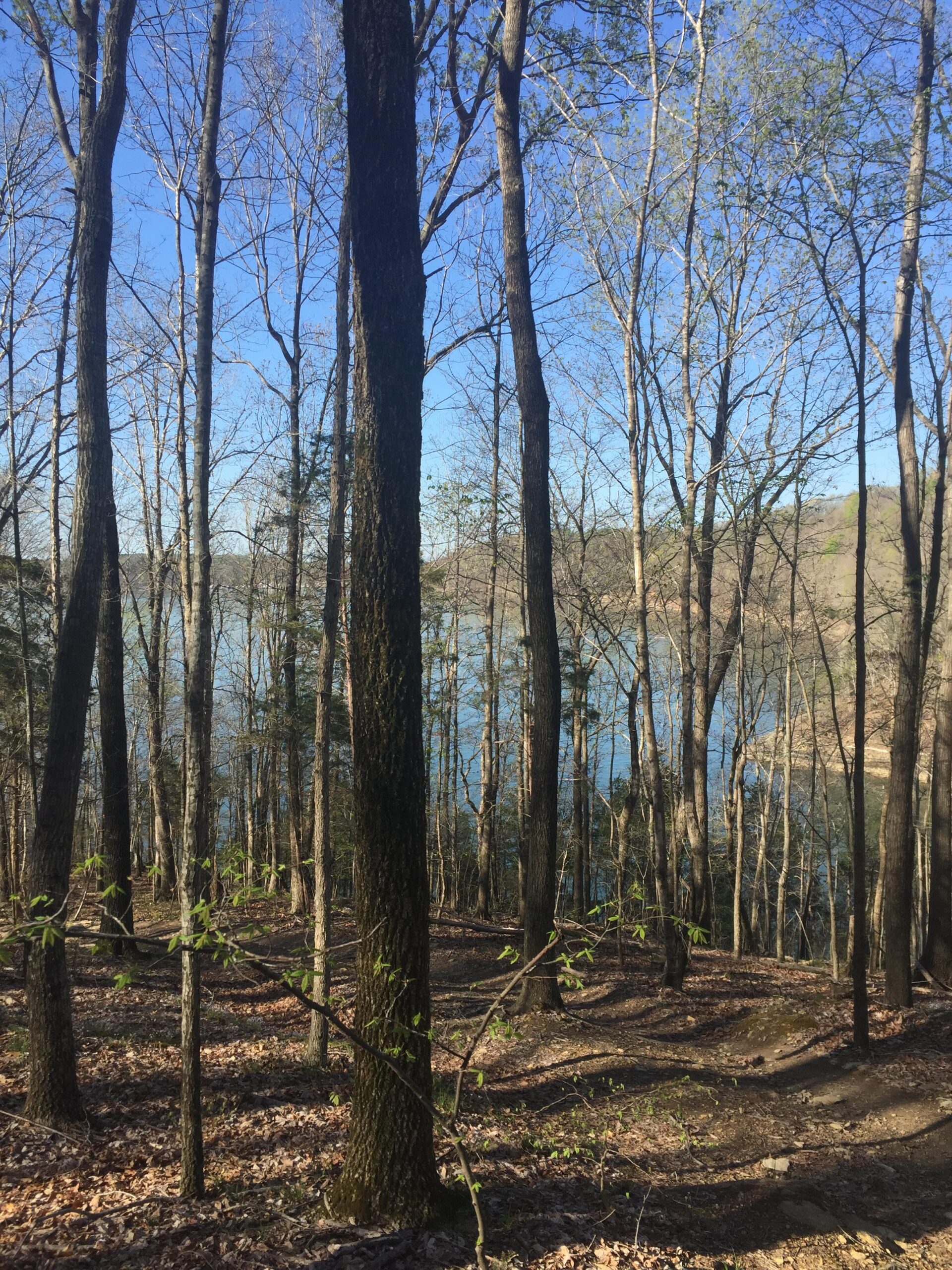 A scenic view of a forested area with bare trees and new green leaves, overlooking a calm body of water. The bright blue sky enhances the tranquil atmosphere, with sunlight filtering through the branches. Leaves cover the forest floor, adding to the natural beauty of the landscape. Green River mountain bike trail.
