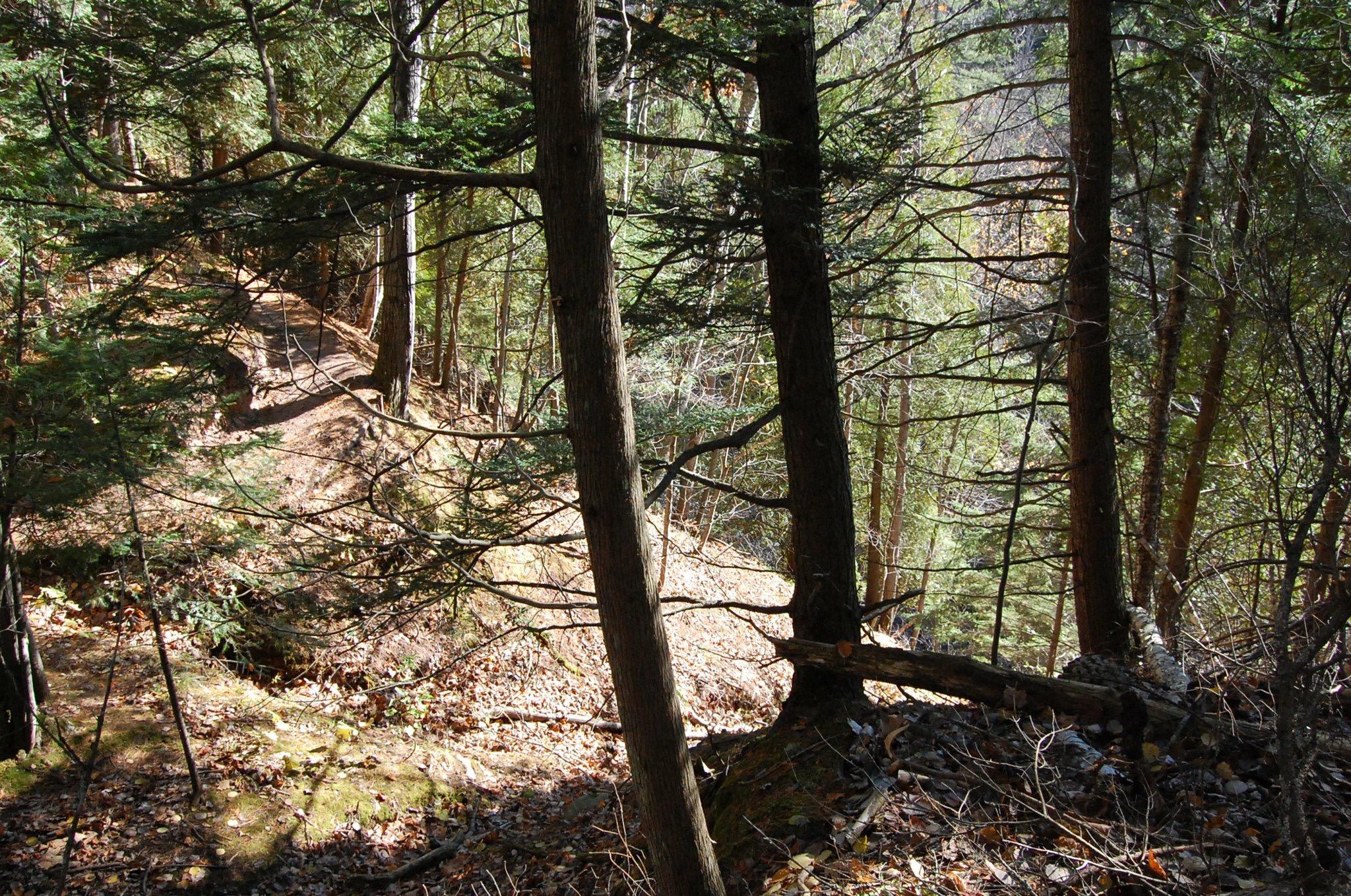 A wooded path meanders through a forest, flanked by tall trees and scattered leaves on the ground, highlighting the serene beauty of nature. Noquemanon Trails Network: South Marquette Trails mountain bike trail.