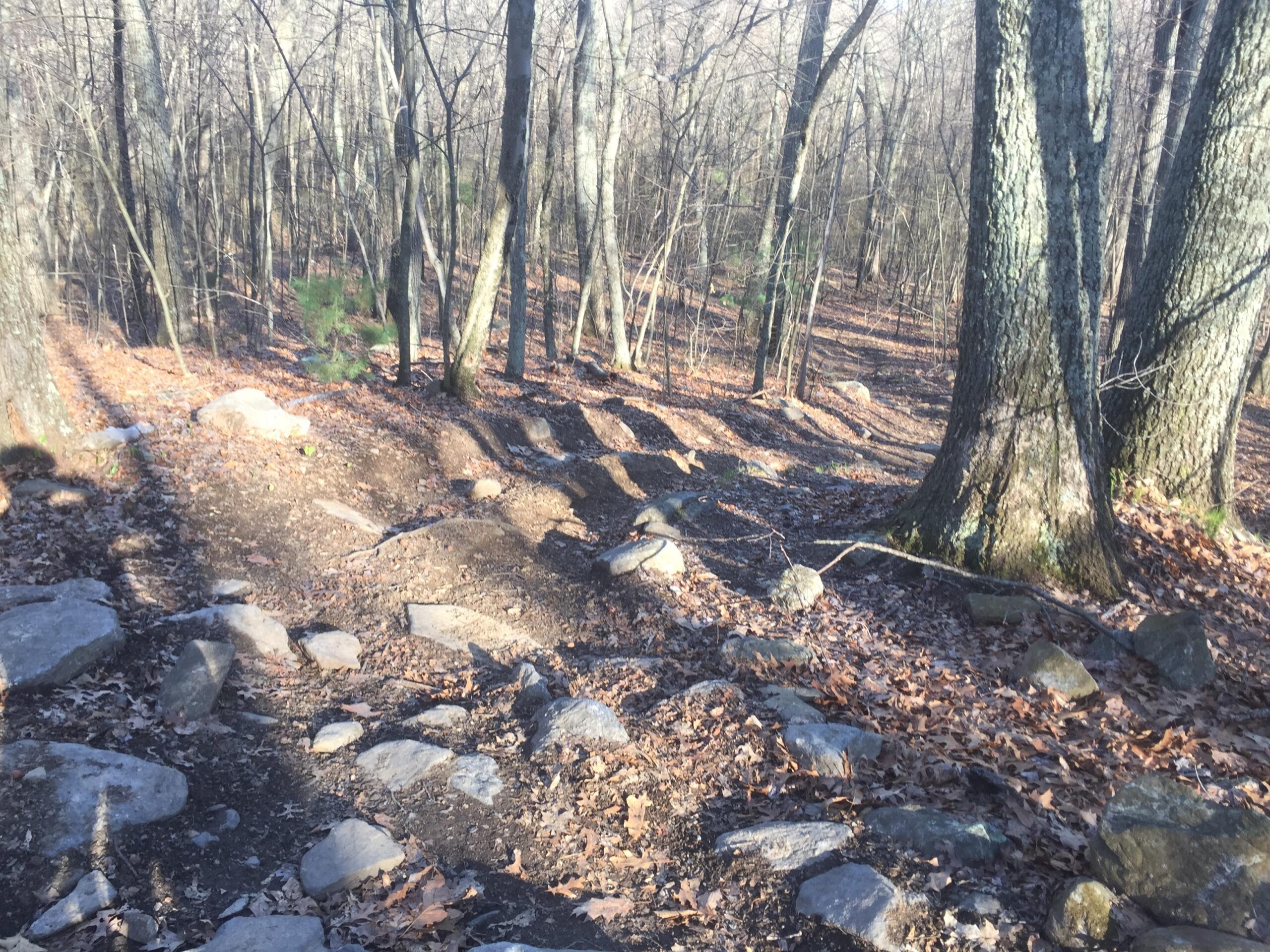 A sunlit forest path winding through trees with bare branches, surrounded by rocky terrain and scattered autumn leaves on the ground. Rayburn Trails mountain bike trail.