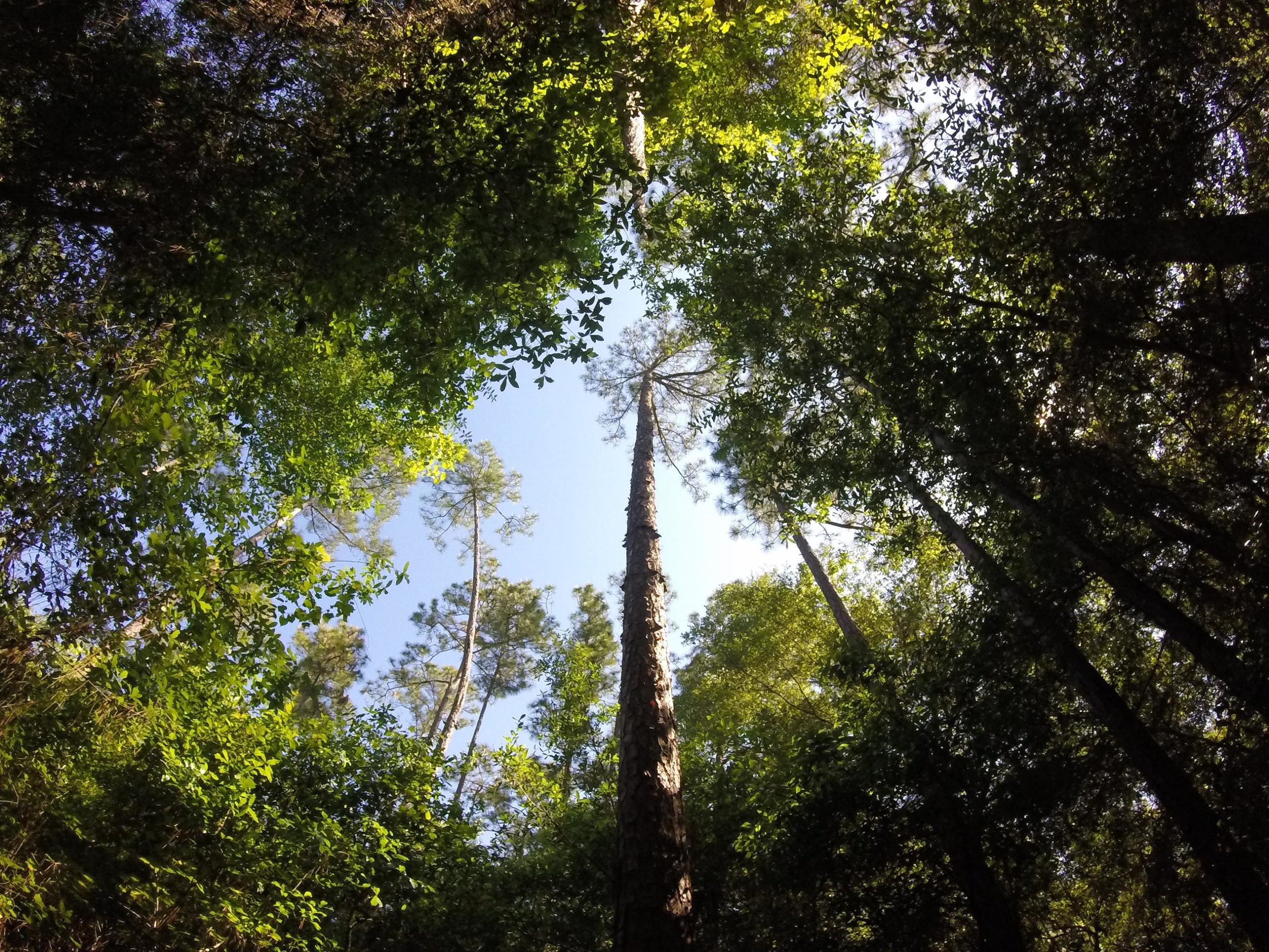 A view from below a forest canopy, looking up at tall trees surrounded by lush green foliage and a clear blue sky. Seminole Wekiva Markham Road Trail mountain bike trail.