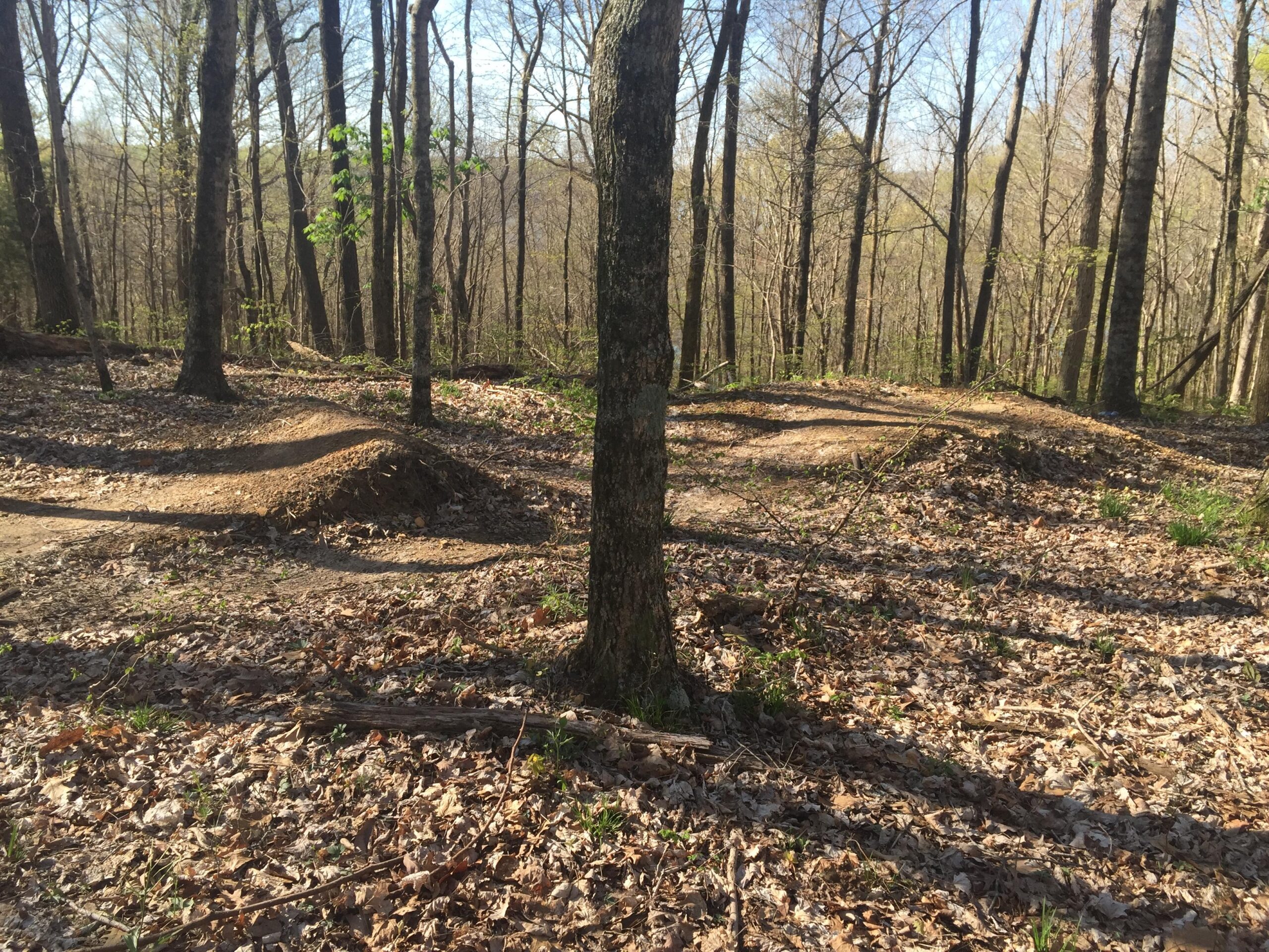 A forested area with several dirt mounds, likely used for mountain biking or jumping, surrounded by trees and fallen leaves in early spring. Sunlight filters through the branches, creating a dappled light effect on the ground. Green River mountain bike trail.