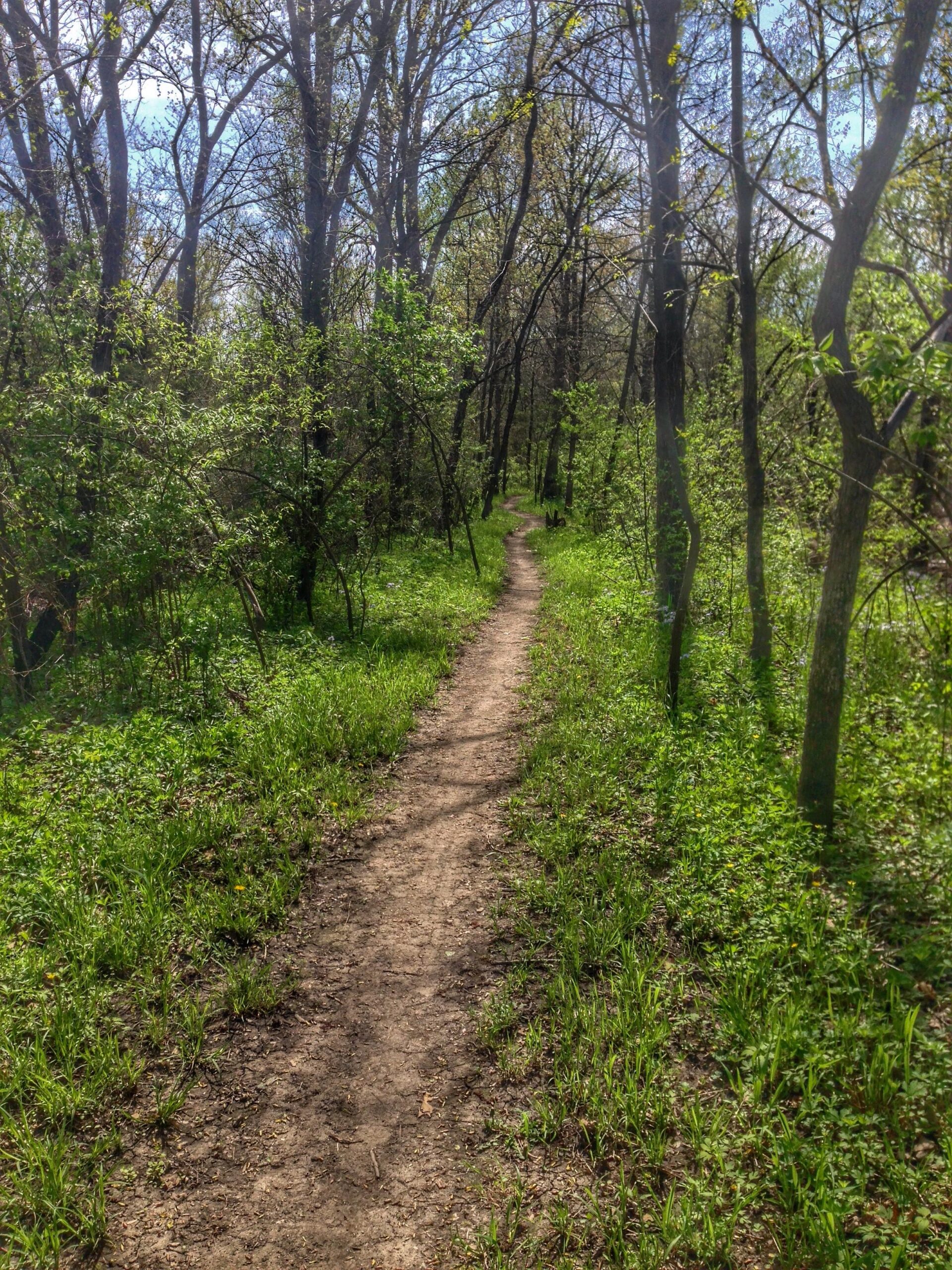 A winding dirt path through a lush green forest, surrounded by trees and undergrowth. The scene depicts a tranquil, natural setting under bright blue skies, inviting outdoor exploration. Banner Lakes At Summerset Park mountain bike trail.