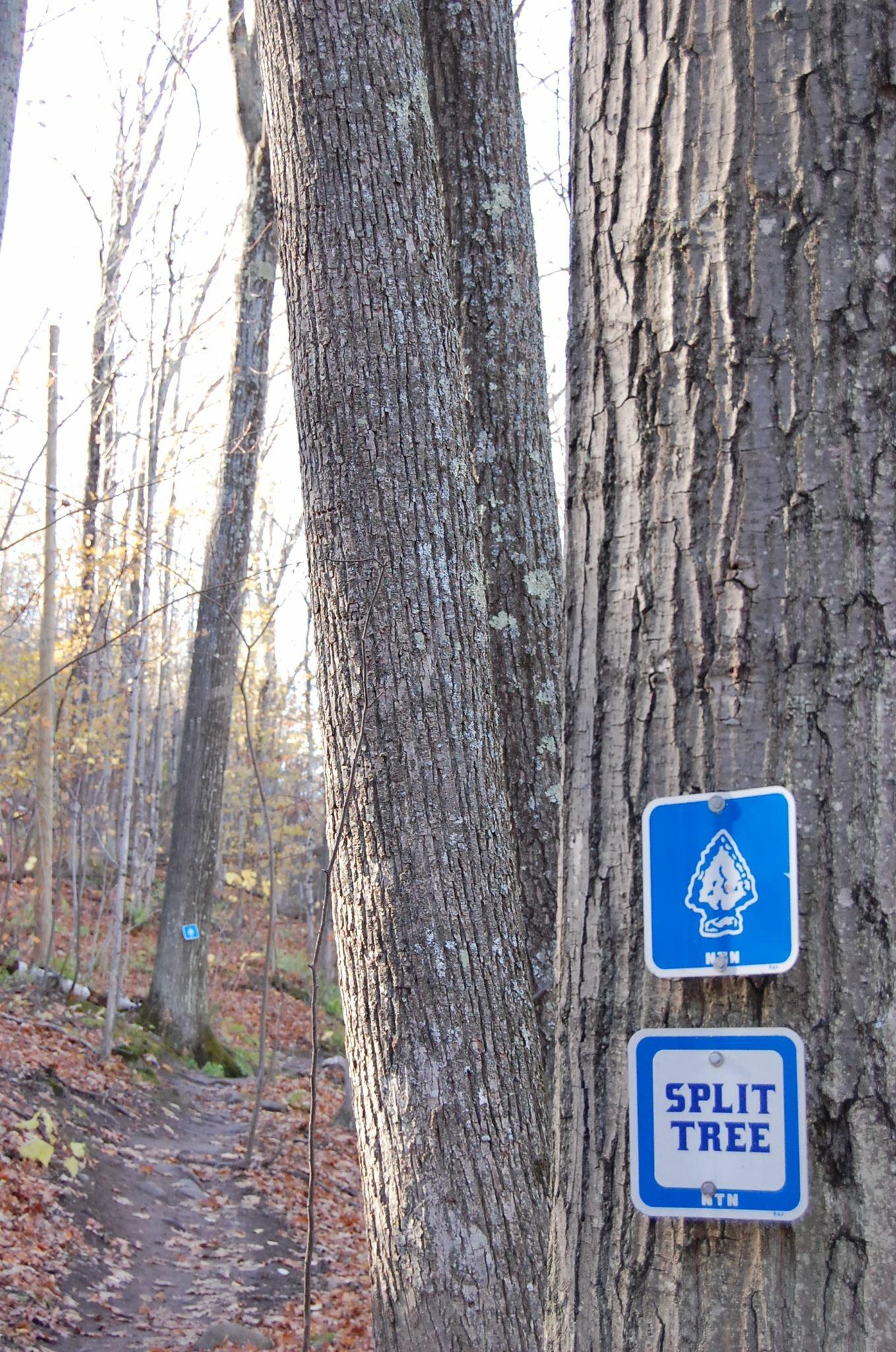 A close-up view of the trunk of a large tree with textured bark, displaying two blue trail signs. The upper sign features a tree symbol, while the lower sign reads "SPLIT TREE." In the background, a natural trail is visible, surrounded by fallen leaves and other trees. The lighting suggests it is either early morning or late afternoon. Noquemanon Trails Network: South Marquette Trails mountain bike trail.