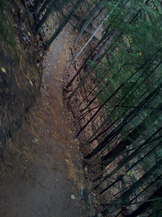 A winding dirt path surrounded by tall trees and fallen leaves, showcasing a serene forest landscape. The path curves gently to the right, inviting exploration through the wooded area. Noquemanon Trails Network: South Marquette Trails mountain bike trail.