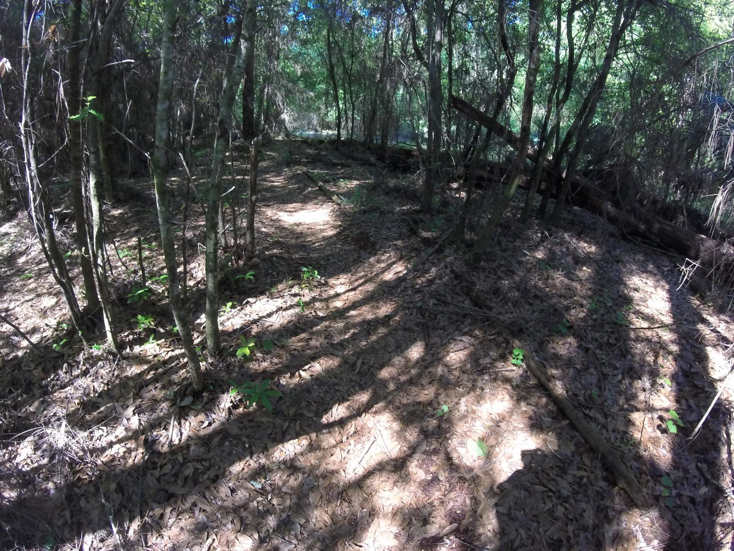 A narrow dirt path winding through a dense forest, surrounded by tall trees and underbrush. Sunlight filters through the foliage, creating dappled shadows on the ground covered in dry leaves and small green plants. Seminole Wekiva Markham Road Trail mountain bike trail.