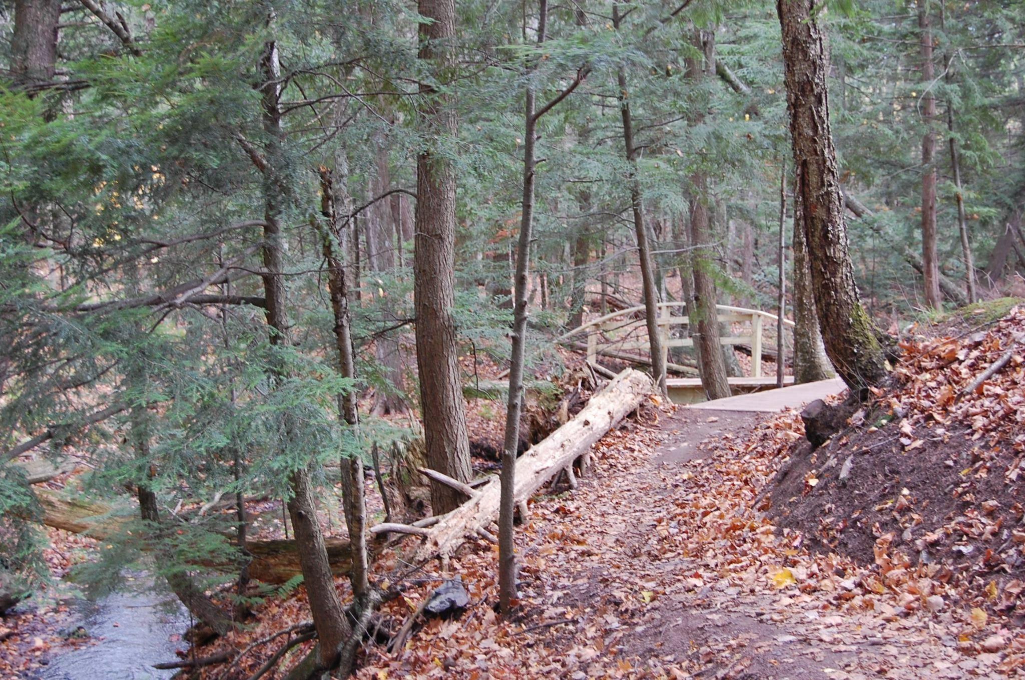 A winding trail through a wooded area, surrounded by tall trees and scattered autumn leaves. A wooden bridge crosses a small stream in the background, and a fallen log lies along the path. Noquemanon Trails Network: South Marquette Trails mountain bike trail.