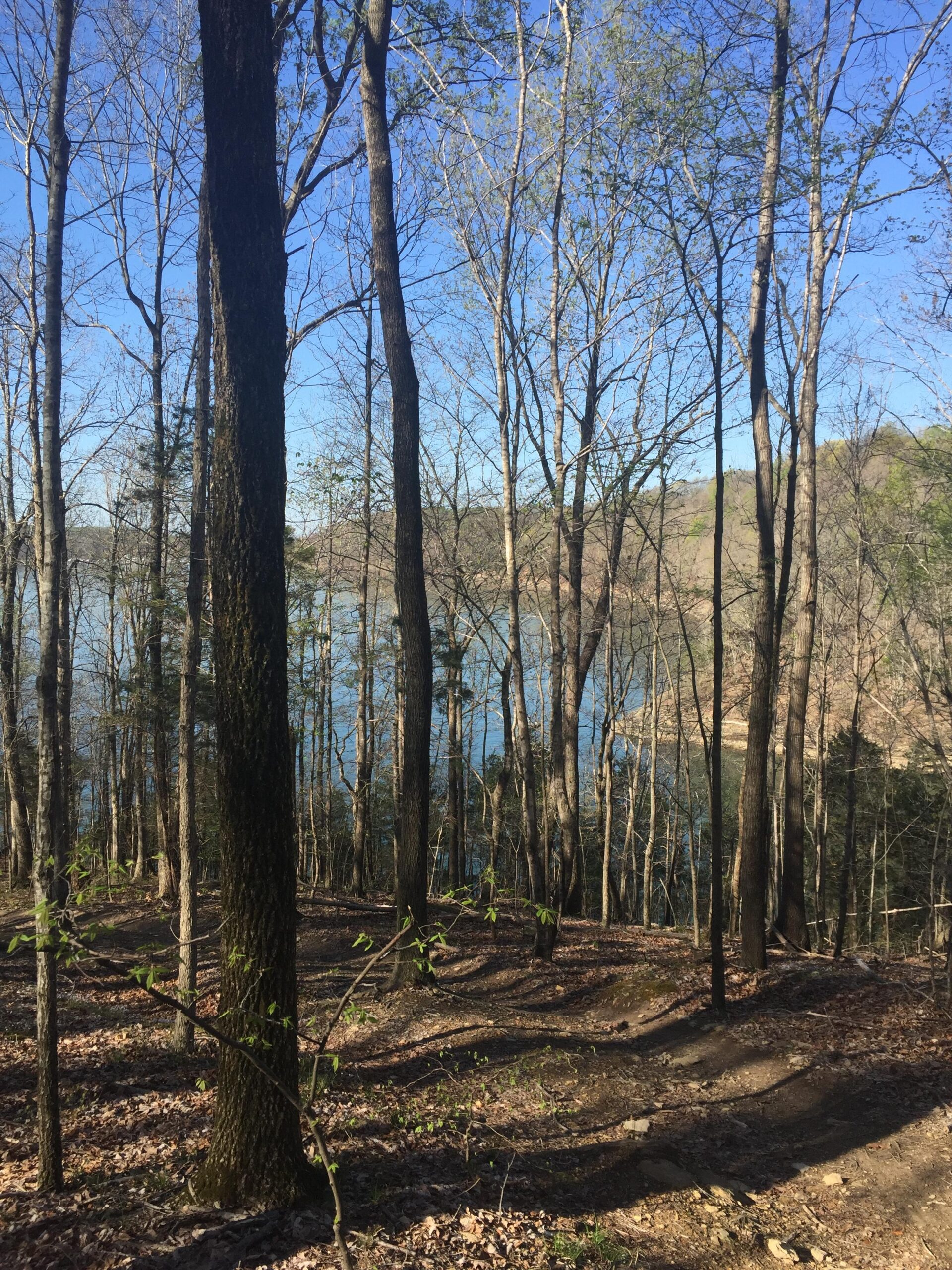 A serene forest landscape featuring tall, slender trees with bare branches, revealing the calm blue water of a lake in the distance. The ground is covered with fallen leaves and a natural path meanders through the scene, illuminated by bright sunlight under a clear blue sky. Green River mountain bike trail.
