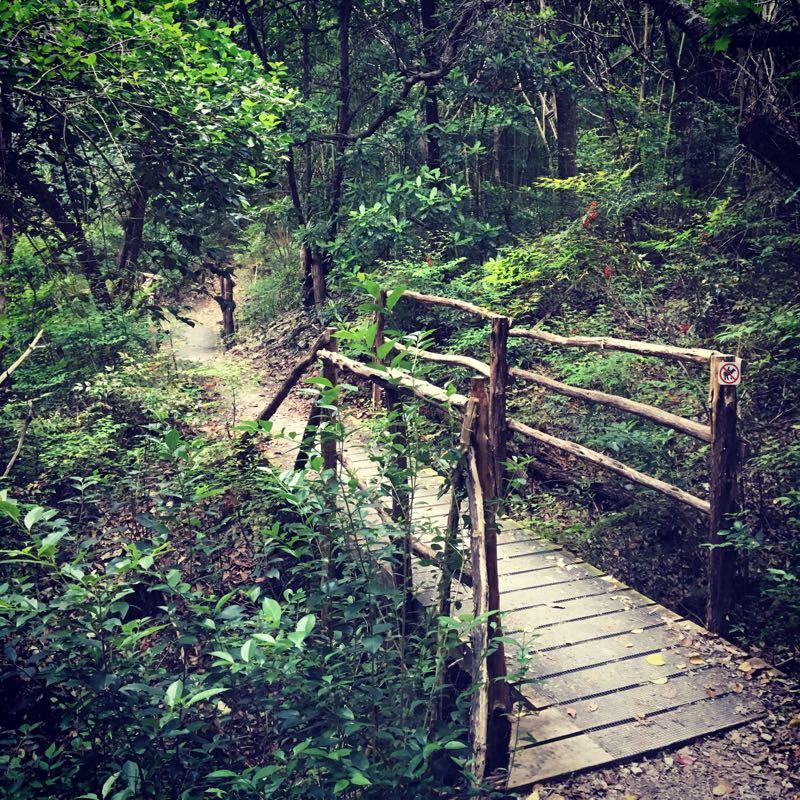 A wooden bridge crossing a small path in a dense forest, surrounded by lush green foliage and trees. The scene conveys a sense of tranquility and natural beauty, with a sign visible on the bridge indicating restrictions on access. Cameron Park mountain bike trail.