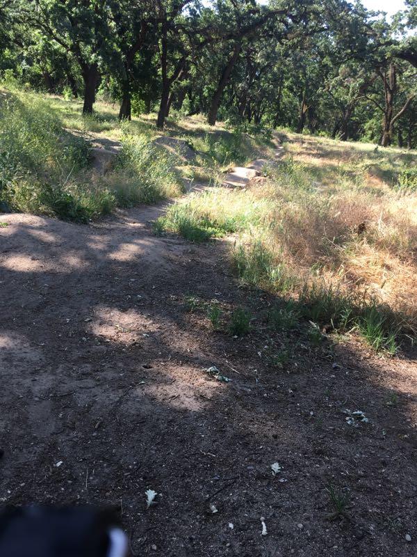 A dirt path winding through a sunlit forest, surrounded by dense greenery and tall trees. Sunlight filters through the leaves, casting dappled shadows on the ground, with patches of grass and wildflowers bordering the trail. Ripon Riding Spot mountain bike trail.