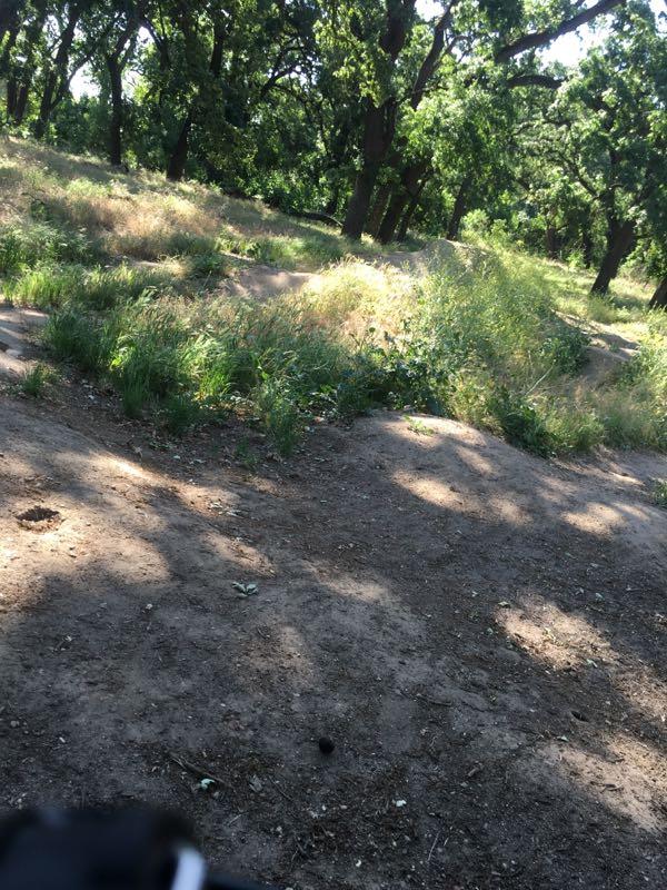 A sunlit area in a forest with lush green trees, tall grasses, and patches of bare ground. The image shows a natural landscape with varying shades of green and brown, suggesting a serene outdoor environment. Ripon Riding Spot mountain bike trail.