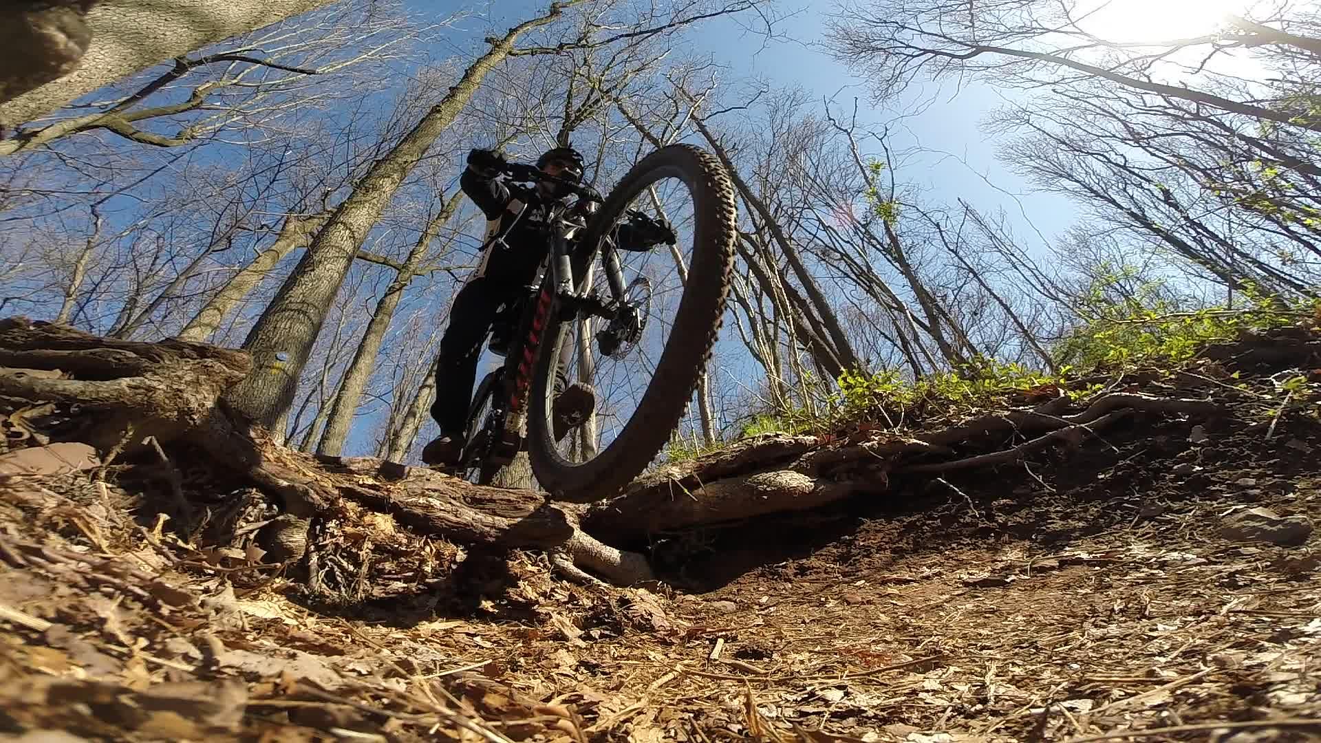 A mountain biker navigating a rugged trail, lifting the front wheel of the bike over a rocky obstacle, surrounded by tall trees and blue skies. Richmond Avenue and Forest Hill road mountain bike trail.