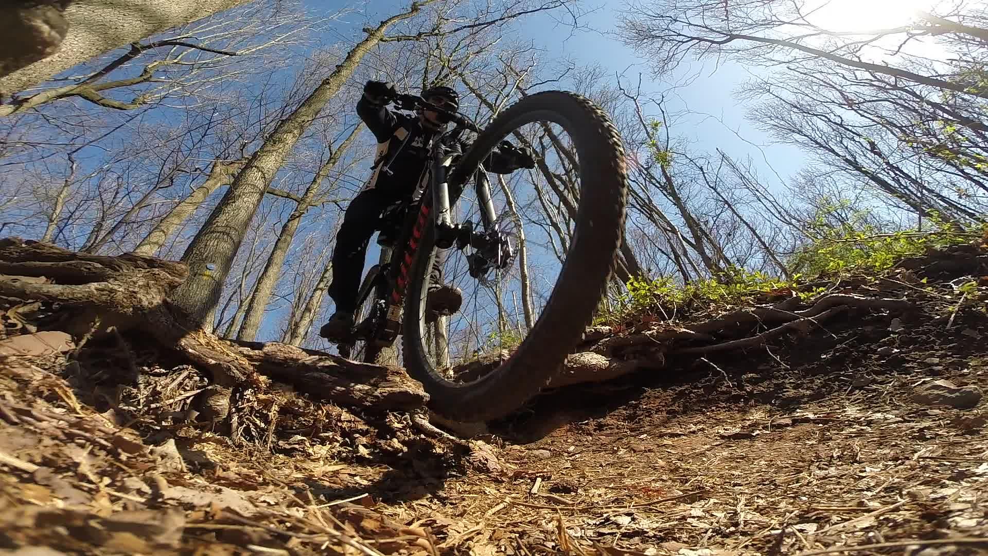 A mountain biker navigating over a rocky terrain, captured from a low angle. The scene is set in a forest with bare trees under a clear blue sky. The biker is wearing protective gear, and the bike's front wheel is lifting as it goes over a root, showing movement and excitement. Leaves and dirt are visible on the ground around the bike. Richmond Avenue and Forest Hill road mountain bike trail.