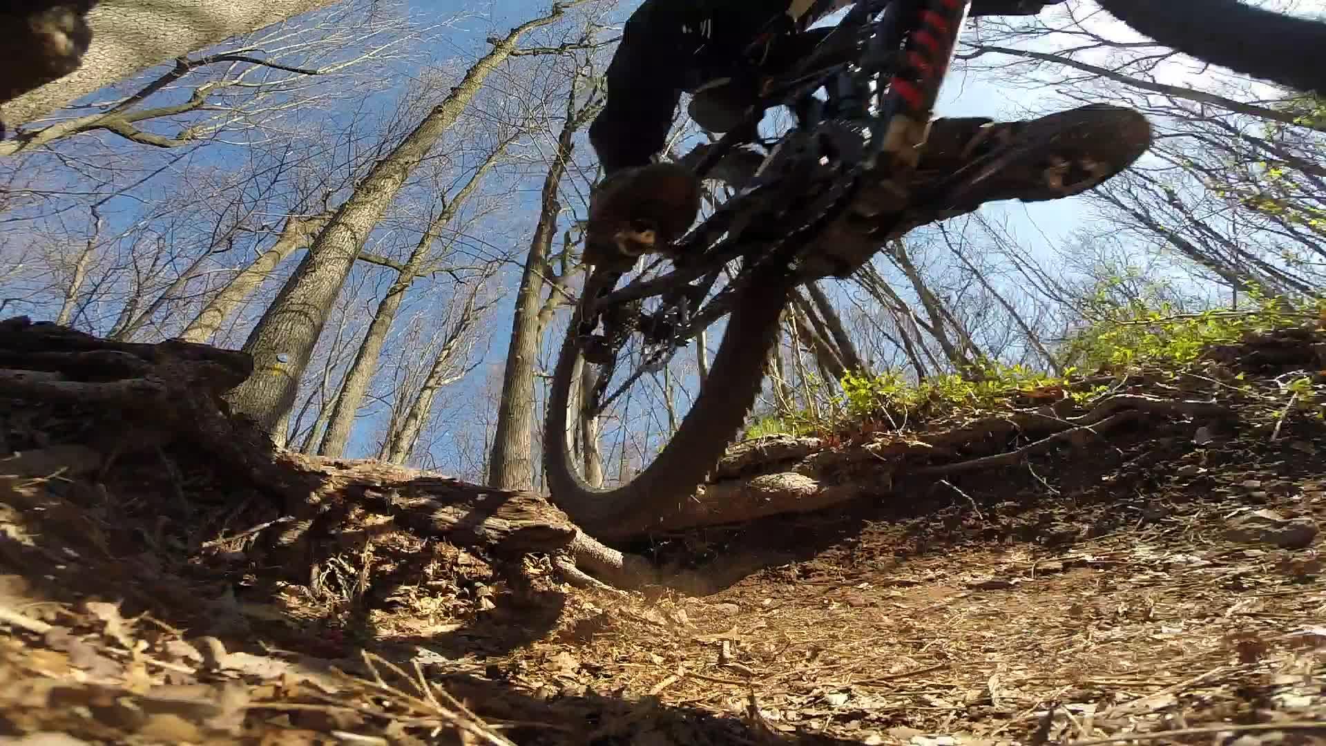 A mountain biker navigates a dirt trail in a dense forest, with a close-up view of the bike's rear tire above the ground. The scene captures the natural landscape, showcasing tall trees and blue skies, while the bike appears to be jumping over a root on the path. Richmond Avenue and Forest Hill road mountain bike trail.
