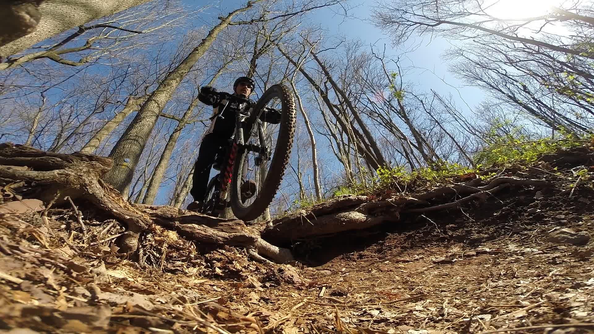 A mountain biker navigating a rugged trail with roots and leaves on the forest floor, surrounded by tall trees under a clear blue sky. Richmond Avenue and Forest Hill road mountain bike trail.