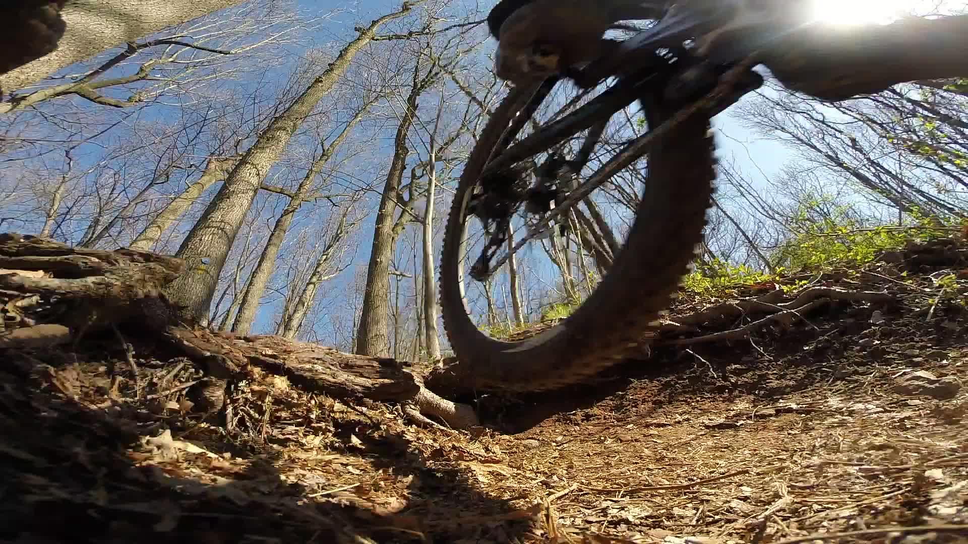 A close-up view of a mountain bike tire navigating a rugged trail, surrounded by bare trees and a clear blue sky above. The ground is covered with dirt, leaves, and small roots, indicating an off-road biking environment. Richmond Avenue and Forest Hill road mountain bike trail.