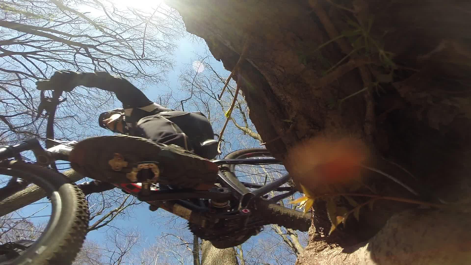 A mountain biker is captured mid-action as they navigate a forest trail, positioned low to the ground near a tree. Bright blue sky and bare branches are visible above, suggesting early spring. The biker is wearing a helmet and riding gear, with a focus on the bike's tires and pedals, highlighting the dynamic movement of the ride. Richmond Avenue and Forest Hill road mountain bike trail.