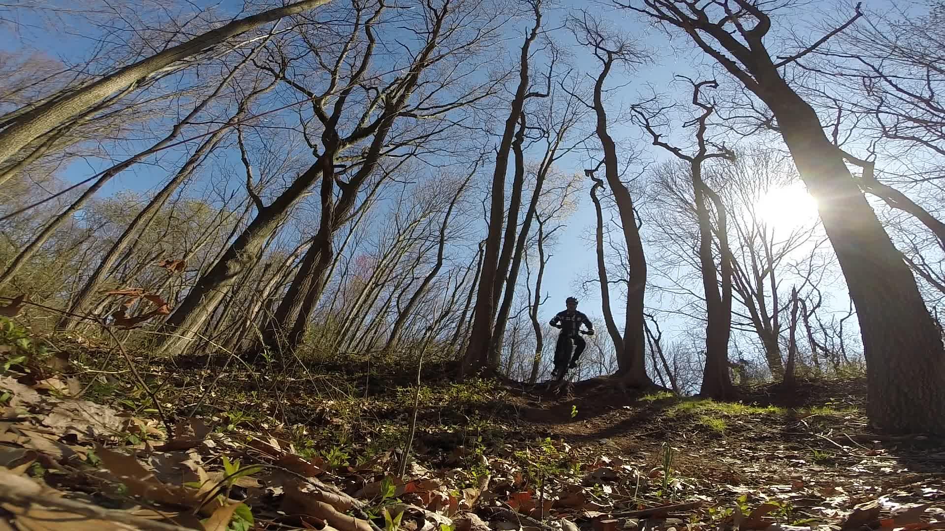 A cyclist navigating a wooded trail on a sunny day, surrounded by tall, bare trees and patches of green foliage on the ground. The bright sun is visible in the sky, casting light through the branches. Richmond Avenue and Forest Hill road mountain bike trail.