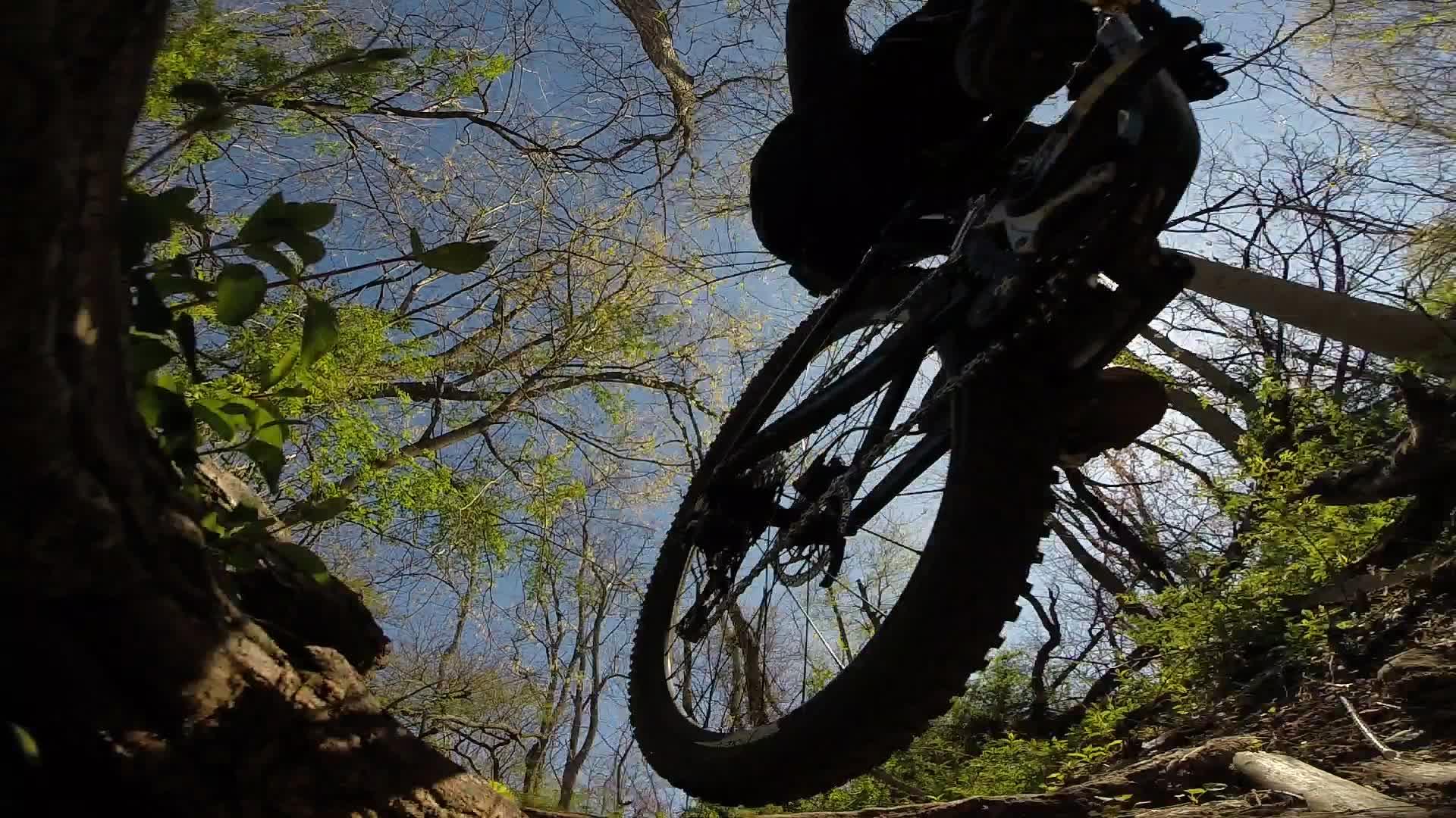 A low-angle view of a mountain bike wheel in motion, surrounded by lush green foliage and bare tree branches against a bright blue sky. The bike appears to be navigating a rocky trail, highlighting the excitement of outdoor biking. Richmond Avenue and Forest Hill road mountain bike trail.