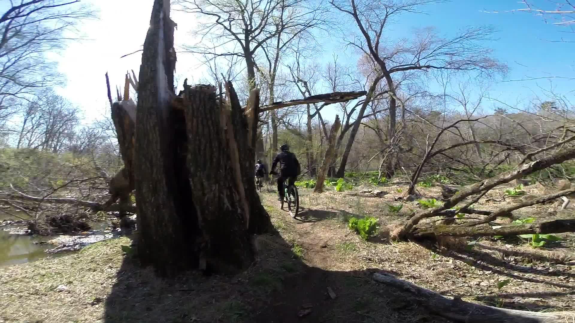 A rocky forest path with a large tree stump in the foreground, where two mountain bikers ride along a narrow trail surrounded by trees and underbrush. The scene is bathed in bright sunlight with a clear blue sky above. Allaire State Park mountain bike trail.