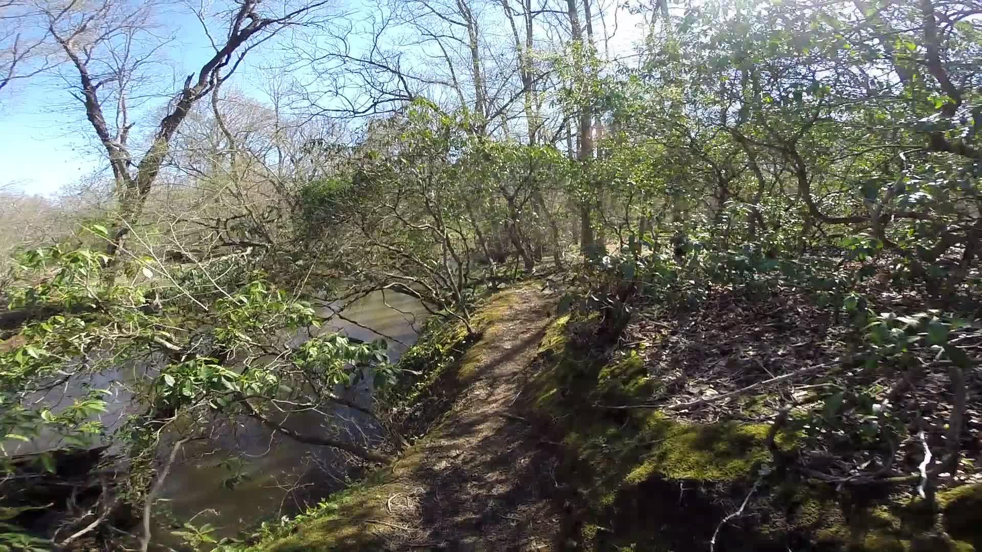 A scenic forest path bordered by lush green foliage and trees, with a river visible to the left. The sunlight shines through the branches, creating a tranquil and inviting atmosphere. Allaire State Park mountain bike trail.