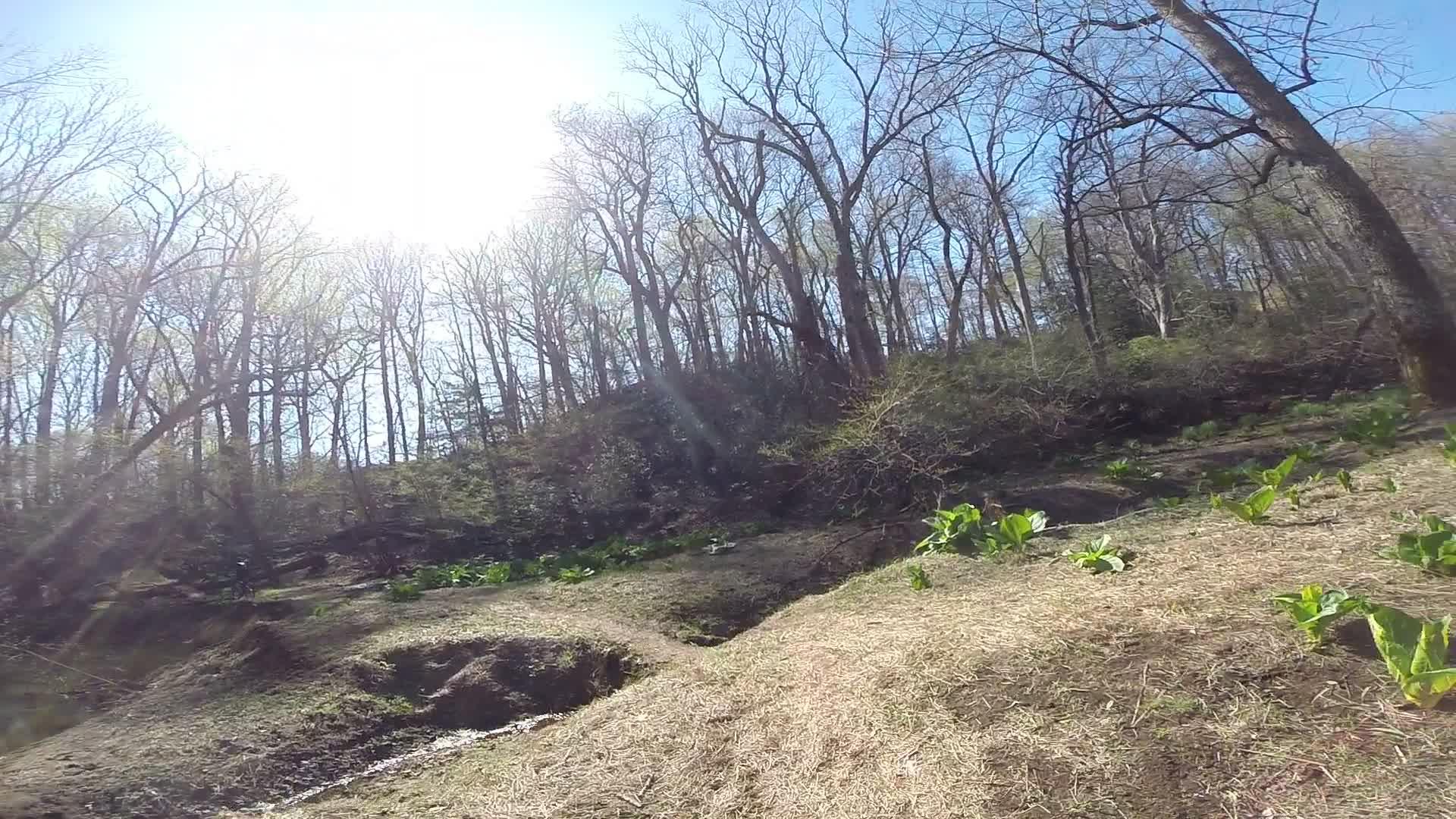 A sunny outdoor scene featuring a wooded area with tall, bare trees against a bright blue sky. The ground is covered in patches of green foliage and dry grass, with a clear view of a hillside sloping upward. Sunlight casts a warm glow over the landscape, creating a serene and peaceful atmosphere. Allaire State Park mountain bike trail.