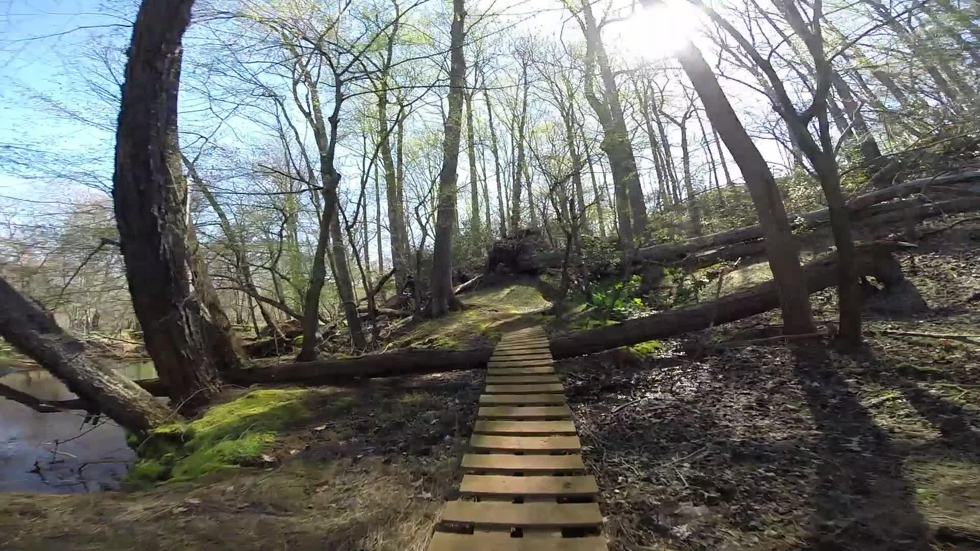 A wooden boardwalk leading through a lush, green forest with trees reaching up toward a bright blue sky. Sunlight filters through the leaves, illuminating the path ahead. Surrounding the boardwalk are fallen logs, patches of moss, and evidence of a nearby stream, creating a serene and natural environment. Allaire State Park mountain bike trail.