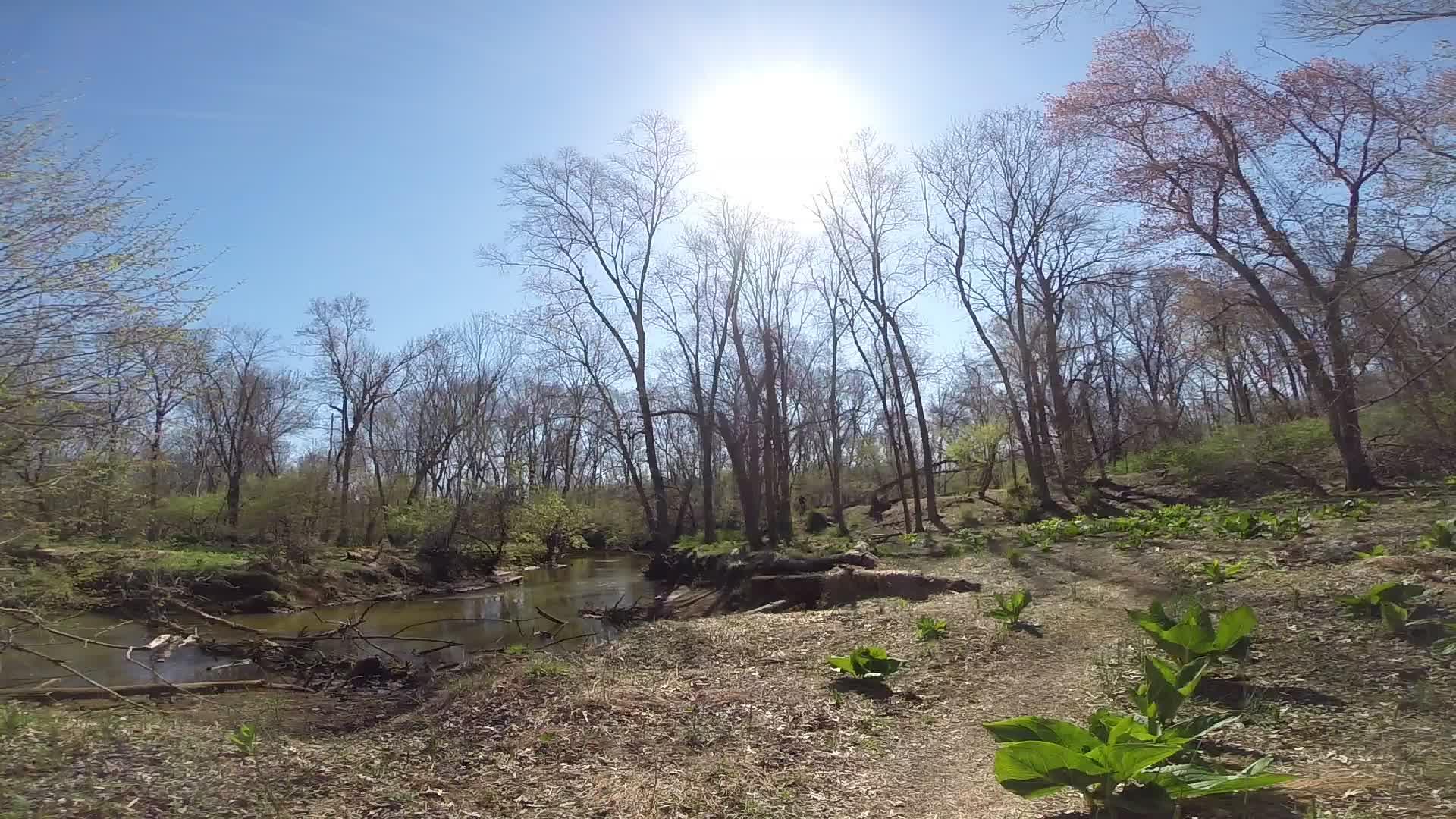 A serene forest scene featuring a winding creek surrounded by bare trees and budding greenery, with the sun shining brightly in a clear blue sky. The foreground includes large leaves emerging from the ground, and the overall atmosphere conveys a peaceful natural setting. Allaire State Park mountain bike trail.