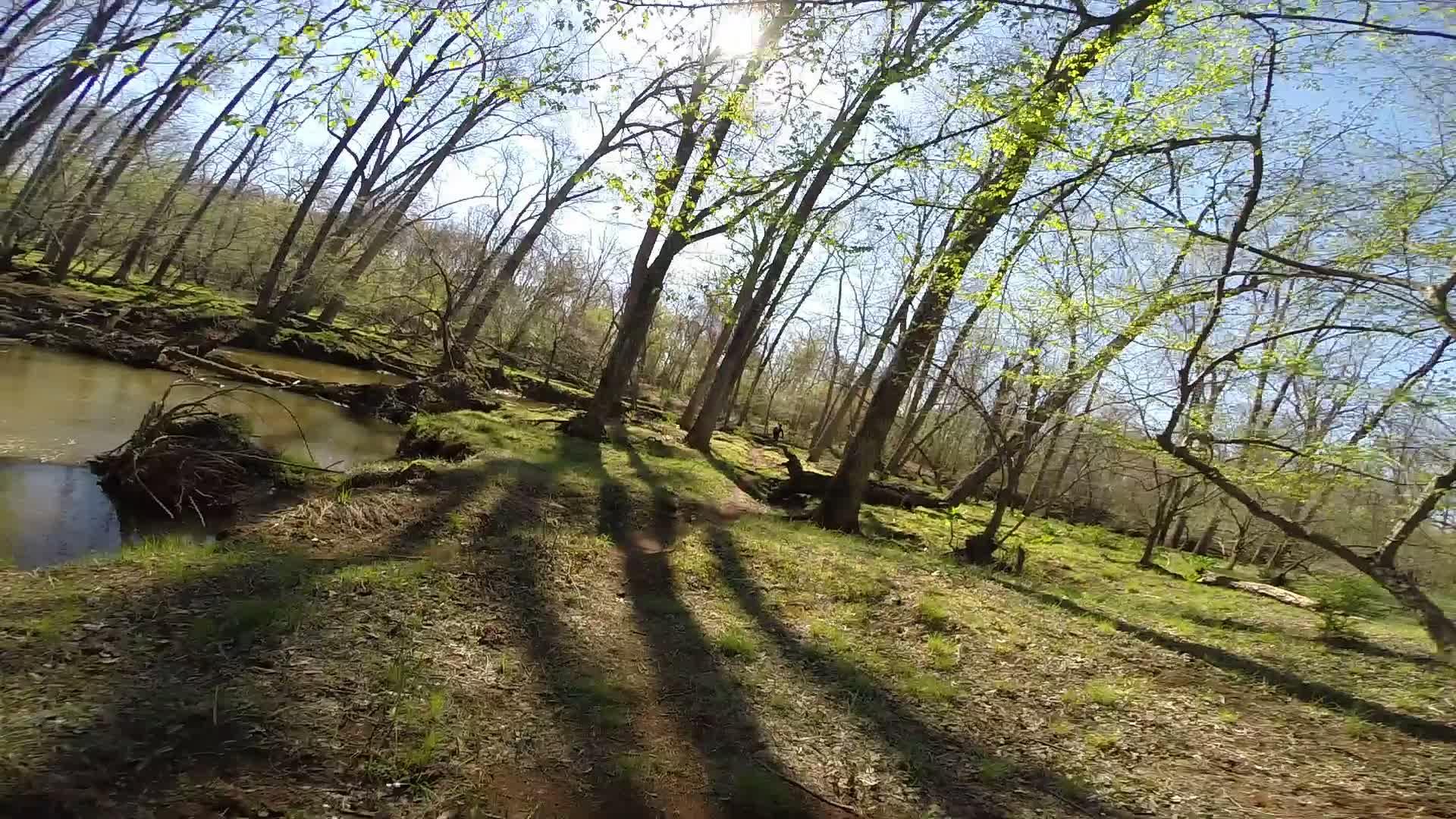 A serene wooded area with tall trees and green foliage, sunlight filtering through the branches. A small, calm creek runs alongside a moss-covered bank, with shadows of the trees stretching across the ground. The scene captures the tranquility of nature in springtime. Allaire State Park mountain bike trail.