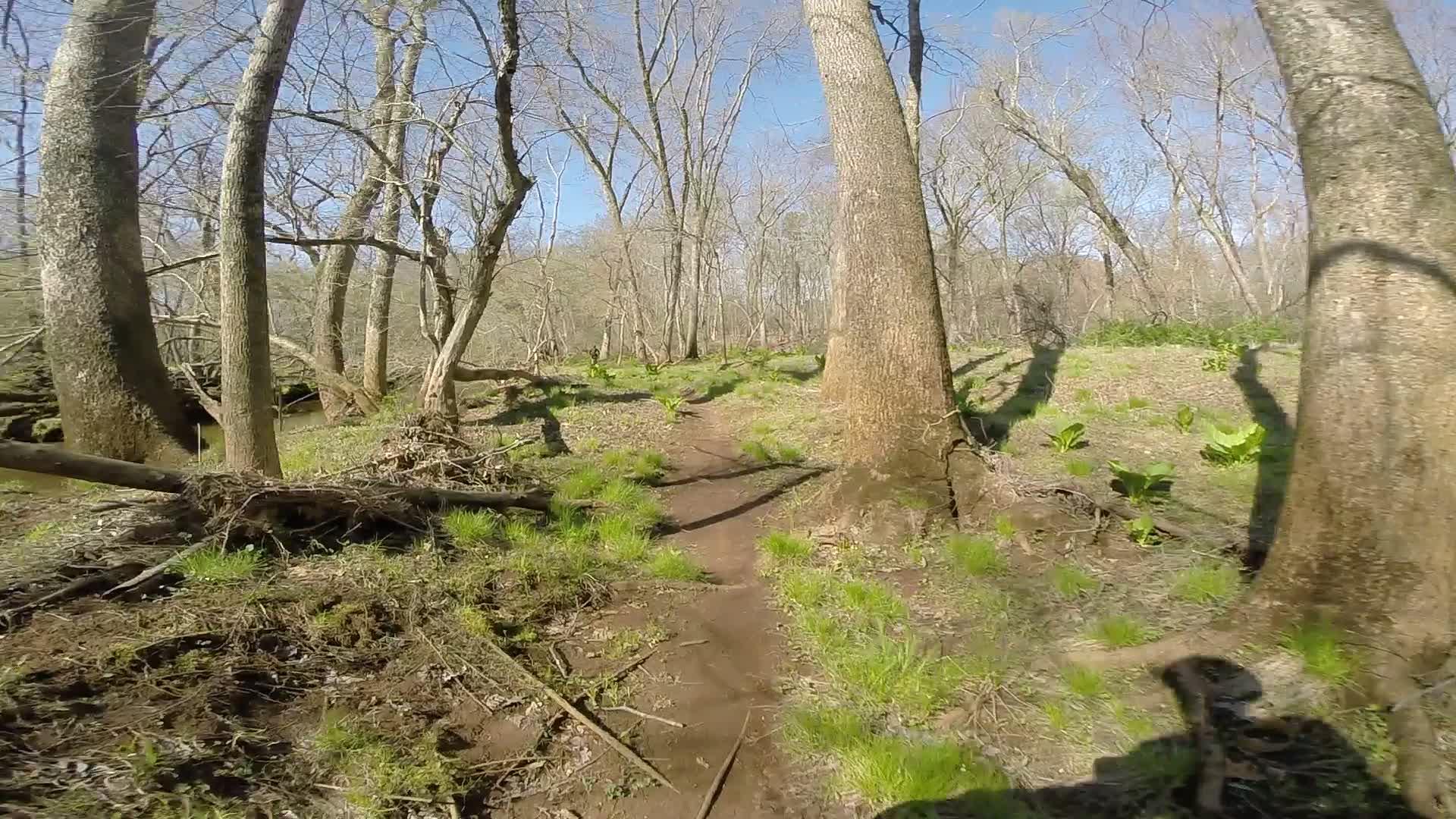 A narrow dirt path winding through a wooded area with tall, bare trees and patches of green grass and plants. The sky is clear and blue, indicating a sunny day. Shadowed tree trunks can be seen along the sides of the trail. Allaire State Park mountain bike trail.