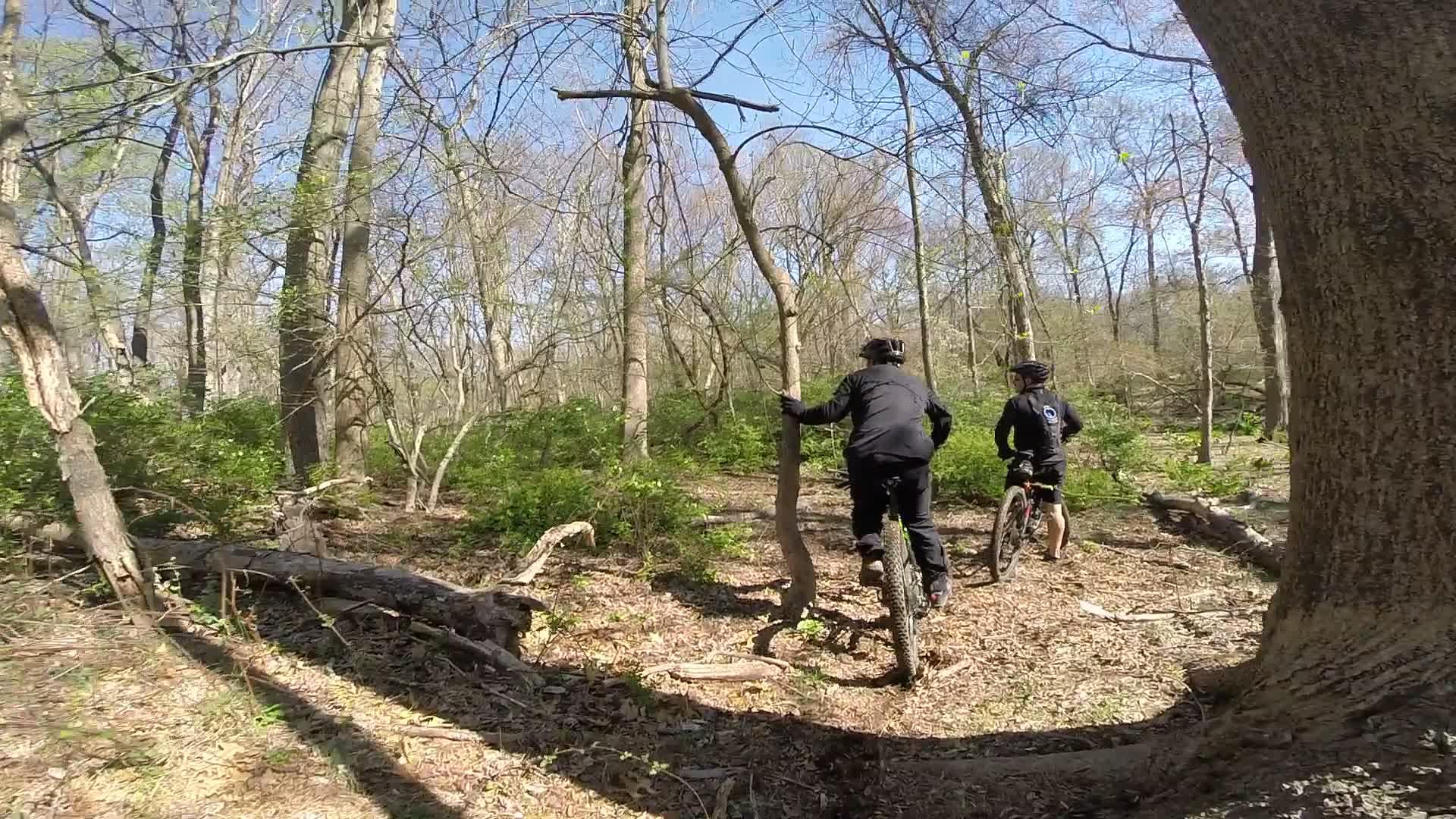 Two mountain bikers navigate a forest trail surrounded by trees and greenery on a sunny day. One rider is near a tree, while the other is slightly behind, both wearing helmets and dark clothing. Allaire State Park mountain bike trail.