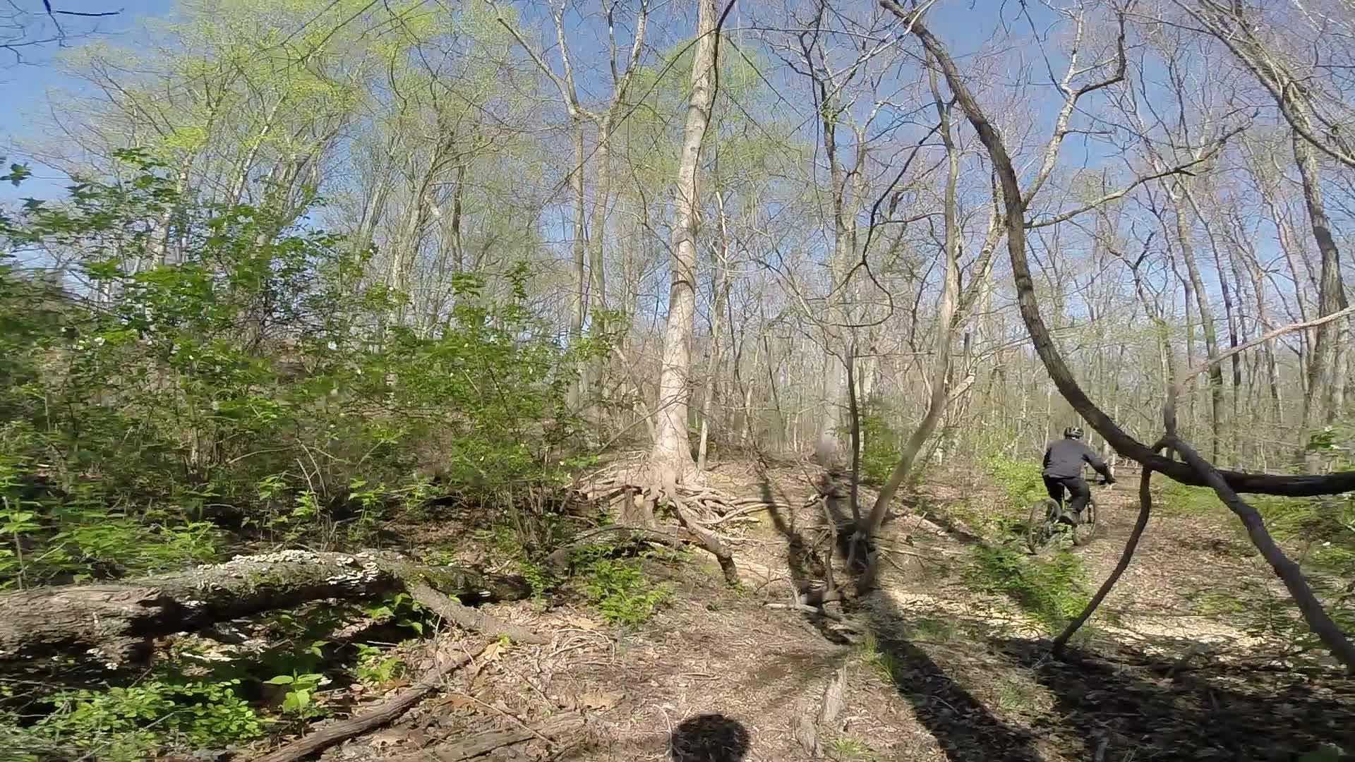 A person riding a mountain bike along a wooded trail, surrounded by green foliage and trees with budding leaves under a clear blue sky. Allaire State Park mountain bike trail.