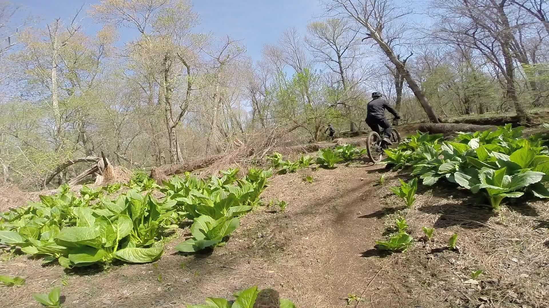 A mountain biker riding along a dirt trail surrounded by greenery and trees, with large leafy plants on either side. The image features a clear blue sky and shows a natural, outdoor setting. Allaire State Park mountain bike trail.