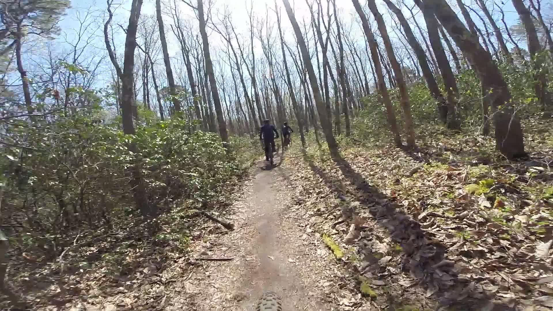 Two cyclists ride along a dirt trail in a wooded area, surrounded by tall trees and patches of sunlight filtering through the branches. The ground is covered with fallen leaves and small green plants, creating a natural, serene atmosphere. Allaire State Park mountain bike trail.