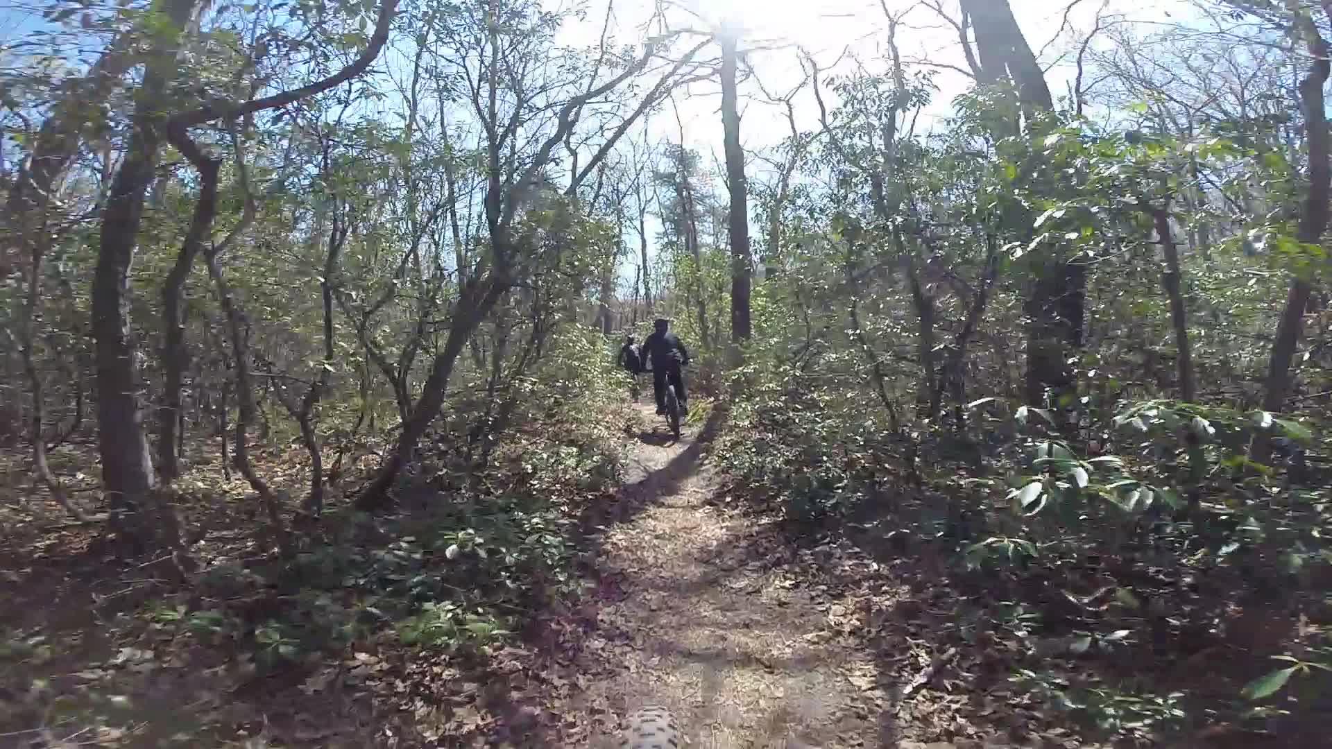 Two people biking along a narrow dirt trail surrounded by trees and greenery in a sunlit forest. Allaire State Park mountain bike trail.