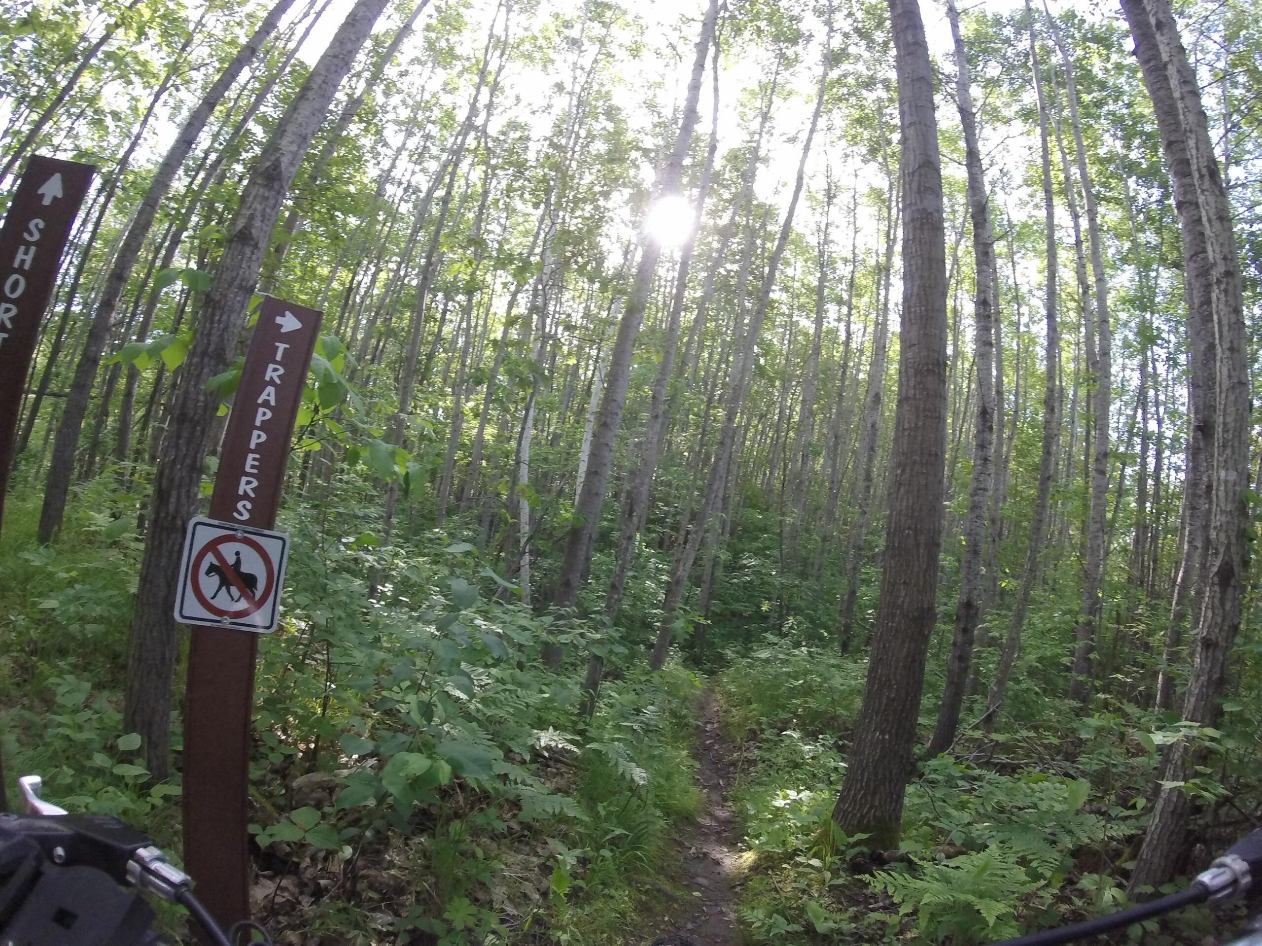 A forested trail surrounded by tall trees, with a sunbeam shining through the canopy. Two directional signs indicate "Short" to the left and "Trappers" to the right, along with a no-dogs allowed symbol on a nearby sign. Lush greenery and ferns line the path, suggesting a natural setting for outdoor activities. Hickory Ridge mountain bike trail.