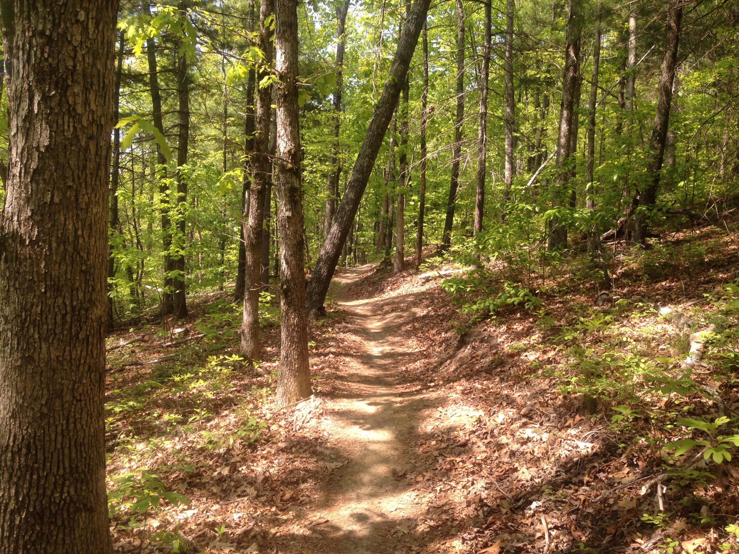 A winding trail through a lush green forest, surrounded by tall trees and patches of sunlight filtering through the leaves. The ground is covered with fallen leaves, and the trail is partially shaded by the forest canopy. Hickory Mountain Loop mountain bike trail.