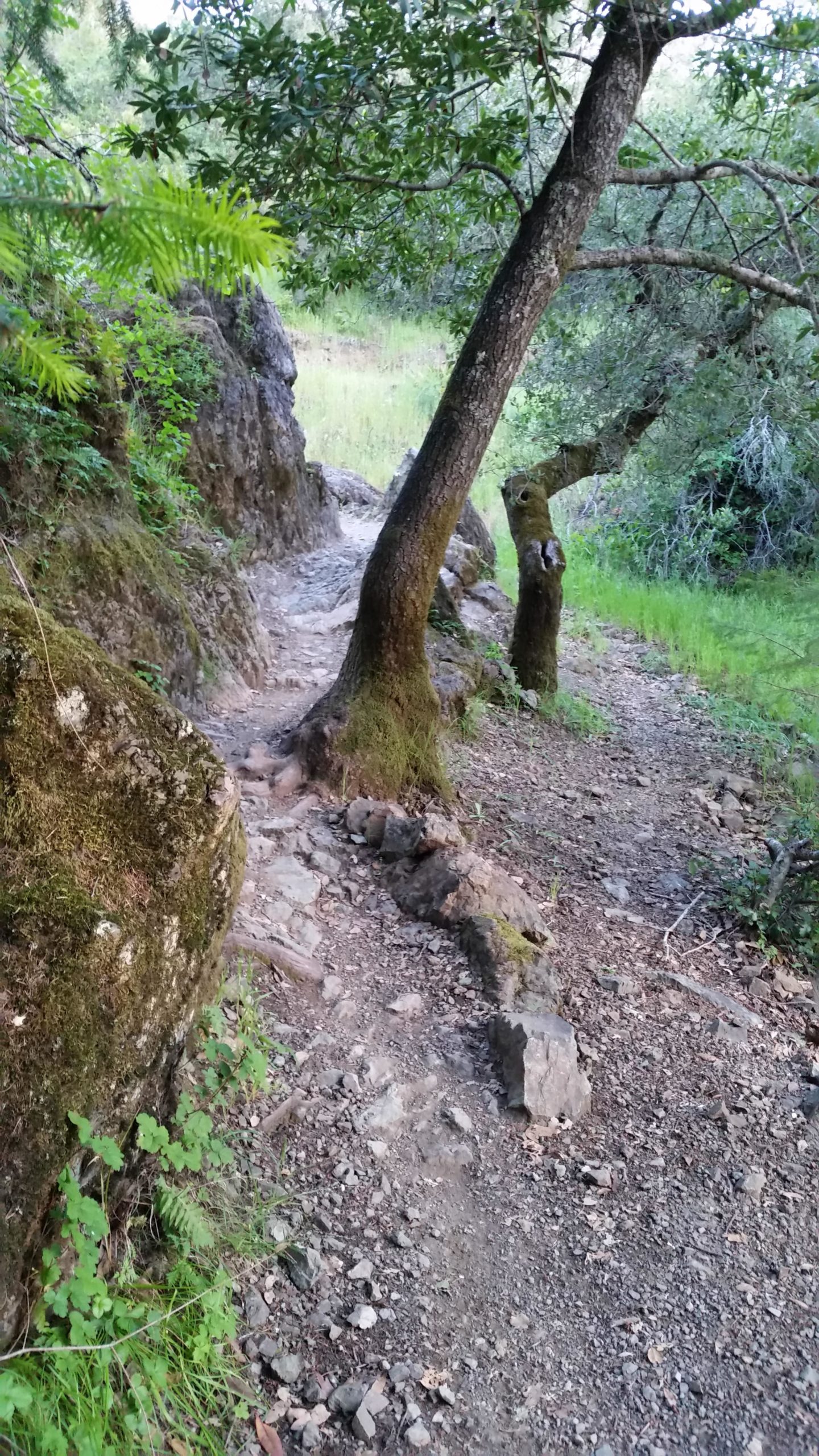 A winding dirt path bordered by lush greenery and rocky formations, leading into a peaceful forested area. The trail is flanked by trees, and soft sunlight filters through the leaves, casting gentle shadows on the ground. Camp Tamarancho mountain bike trail.