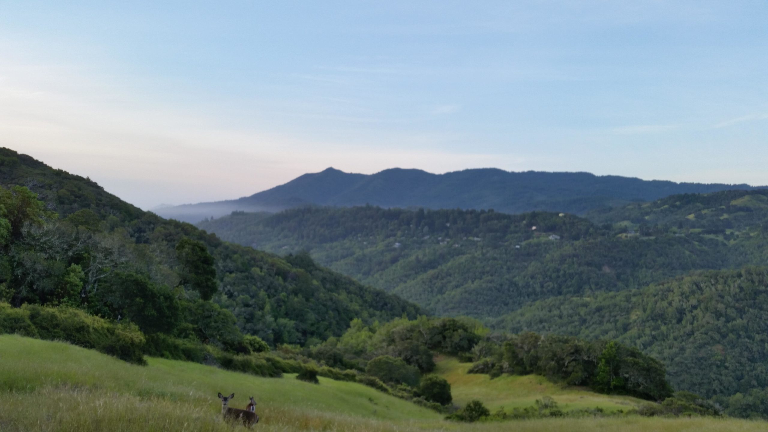 A scenic view of rolling green hills and mountains under a clear sky, with two deer quietly grazing in the foreground. The landscape features lush trees and distant mist-covered mountains, creating a serene natural atmosphere. Camp Tamarancho mountain bike trail.