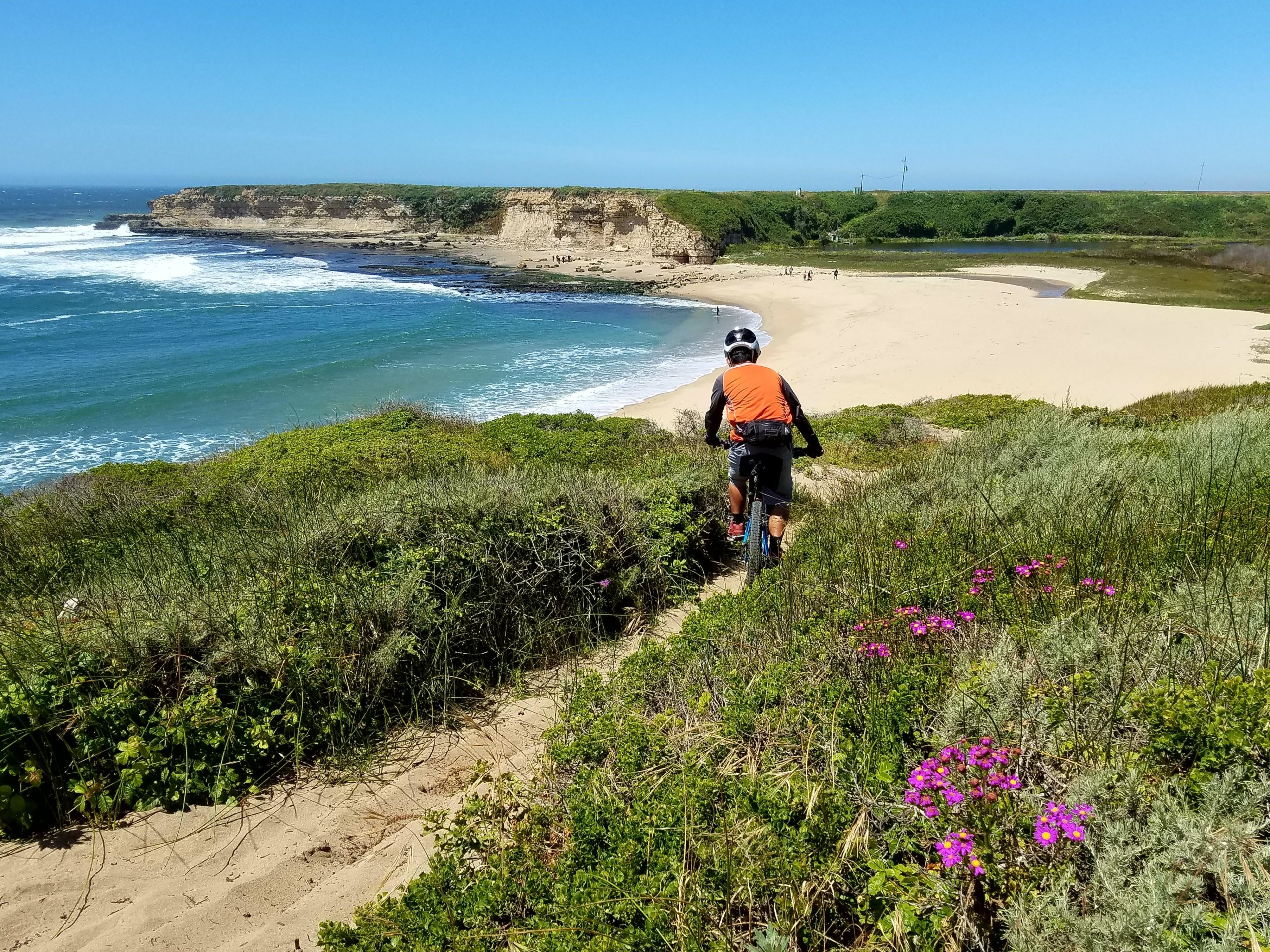 A cyclist in an orange jersey rides down a sandy trail surrounded by green vegetation and colorful flowers, overlooking a scenic beach with gentle waves and cliffs in the background under a clear blue sky. Wilder Ranch State Park mountain bike trail.