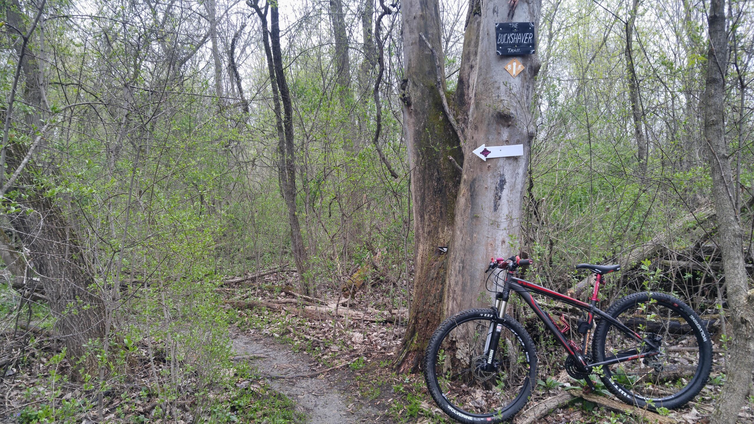A mountain bike is leaning against a large tree with trail signs indicating "The Buckshaver Trail." The scene is surrounded by lush greenery and dense underbrush, showcasing a natural wooded area. A narrow dirt path leads into the forest, inviting exploration. Morton-Taylor Trail mountain bike trail.