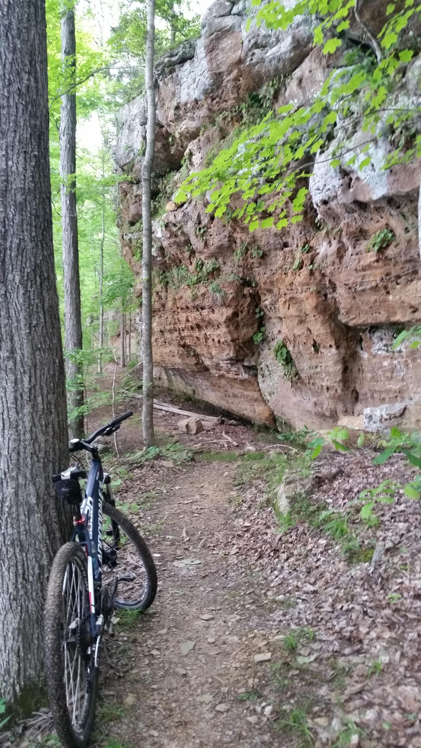 Cannondale Trail 29er 5: A mountain bike rests against a tree on a winding dirt trail surrounded by lush greenery and a rocky cliff face in the background.