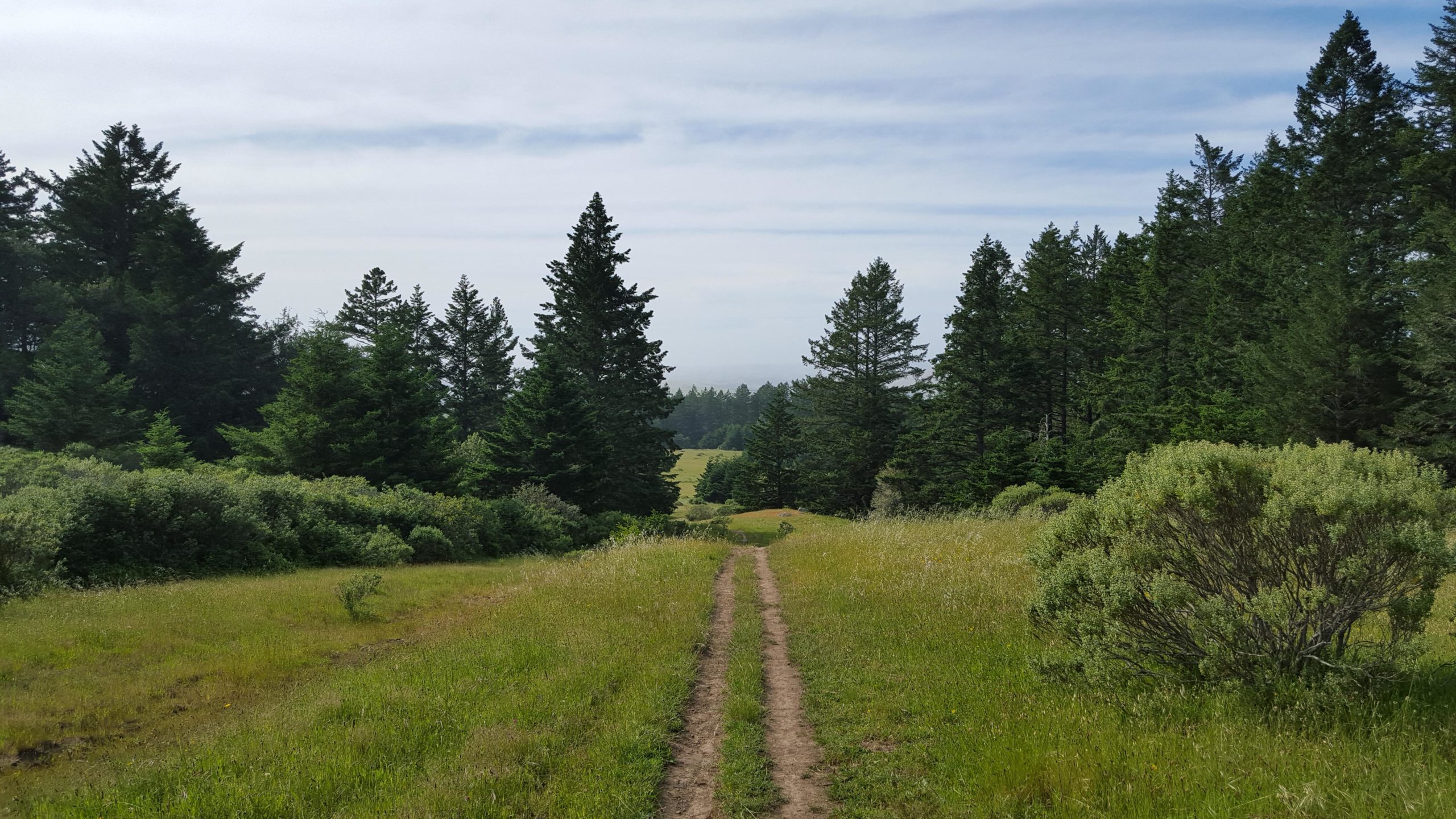A tranquil dirt path leads through a lush green meadow, surrounded by tall evergreen trees. The sky is mostly cloudy, with a hint of blue peeking through. In the distance, a gentle hillside is visible, creating a serene natural landscape. Bolinas Ridge mountain bike trail.