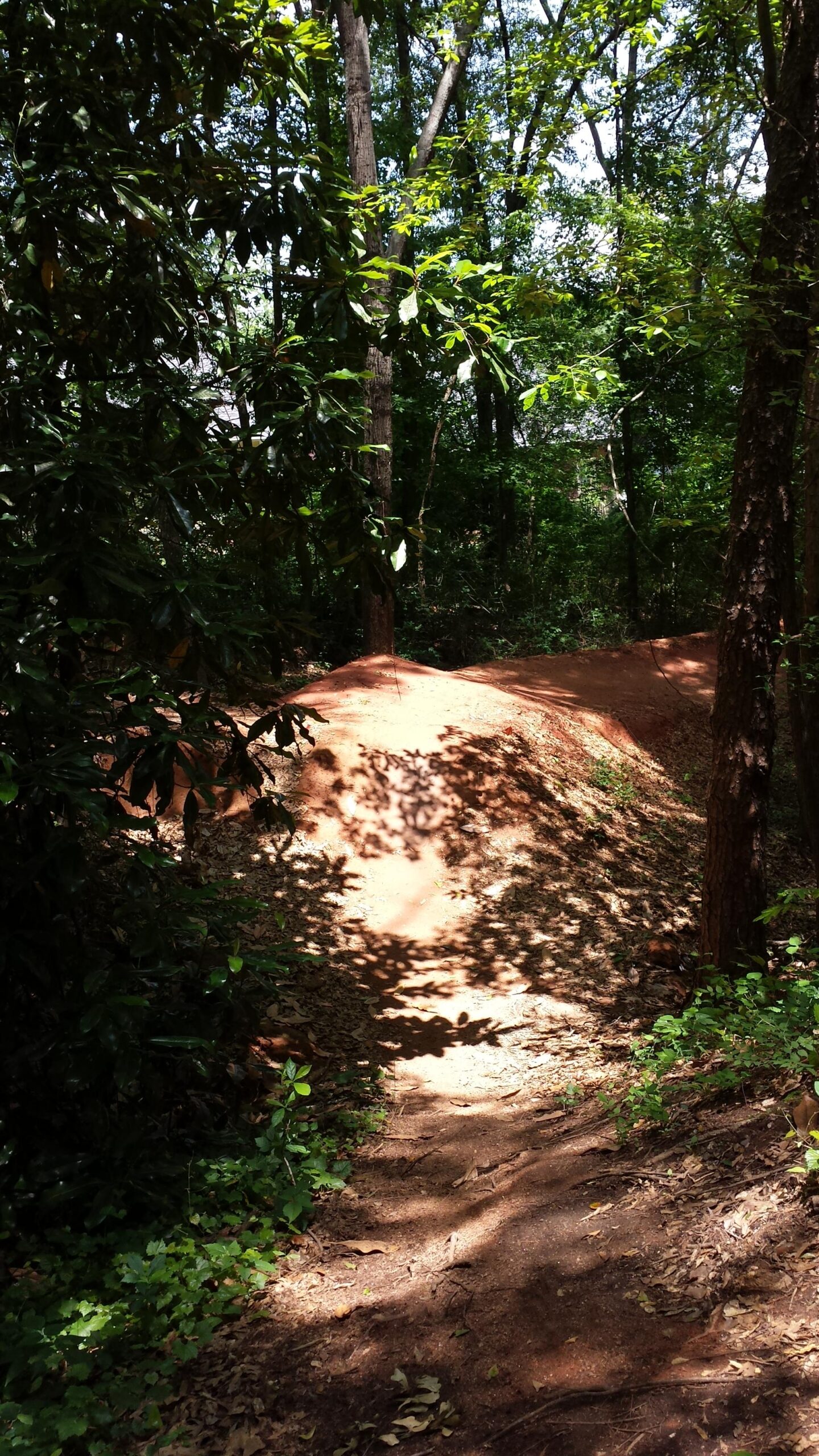 A dirt path winding through a dense forest, with sunlight filtering through the trees, casting dappled shadows on the ground. A small dirt mound is visible in the background, surrounded by lush greenery and leaf litter. Trail Creek Park mountain bike trail.