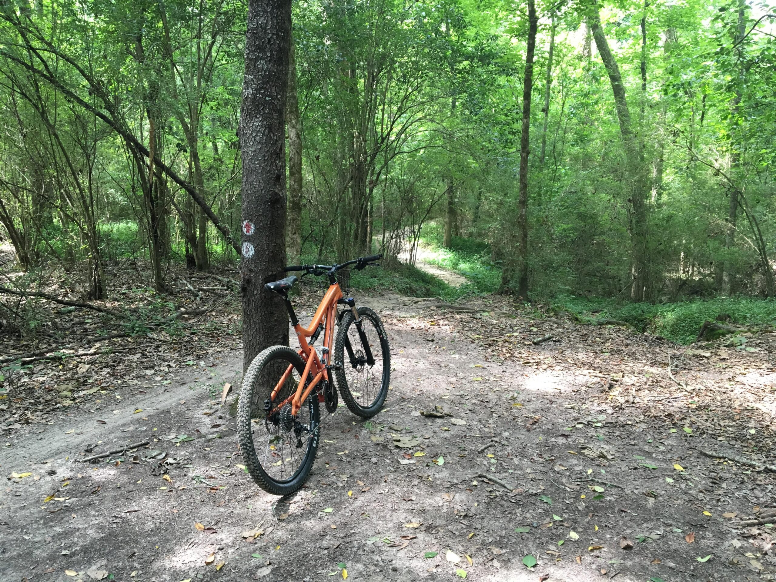 A vibrant orange mountain bike is leaning against a tree on a dirt trail surrounded by lush greenery. The scene is set in a forested area with dense vegetation and a winding path visible in the background. Sunlight filters through the trees, creating a serene outdoor atmosphere. Comite Trails mountain bike trail.