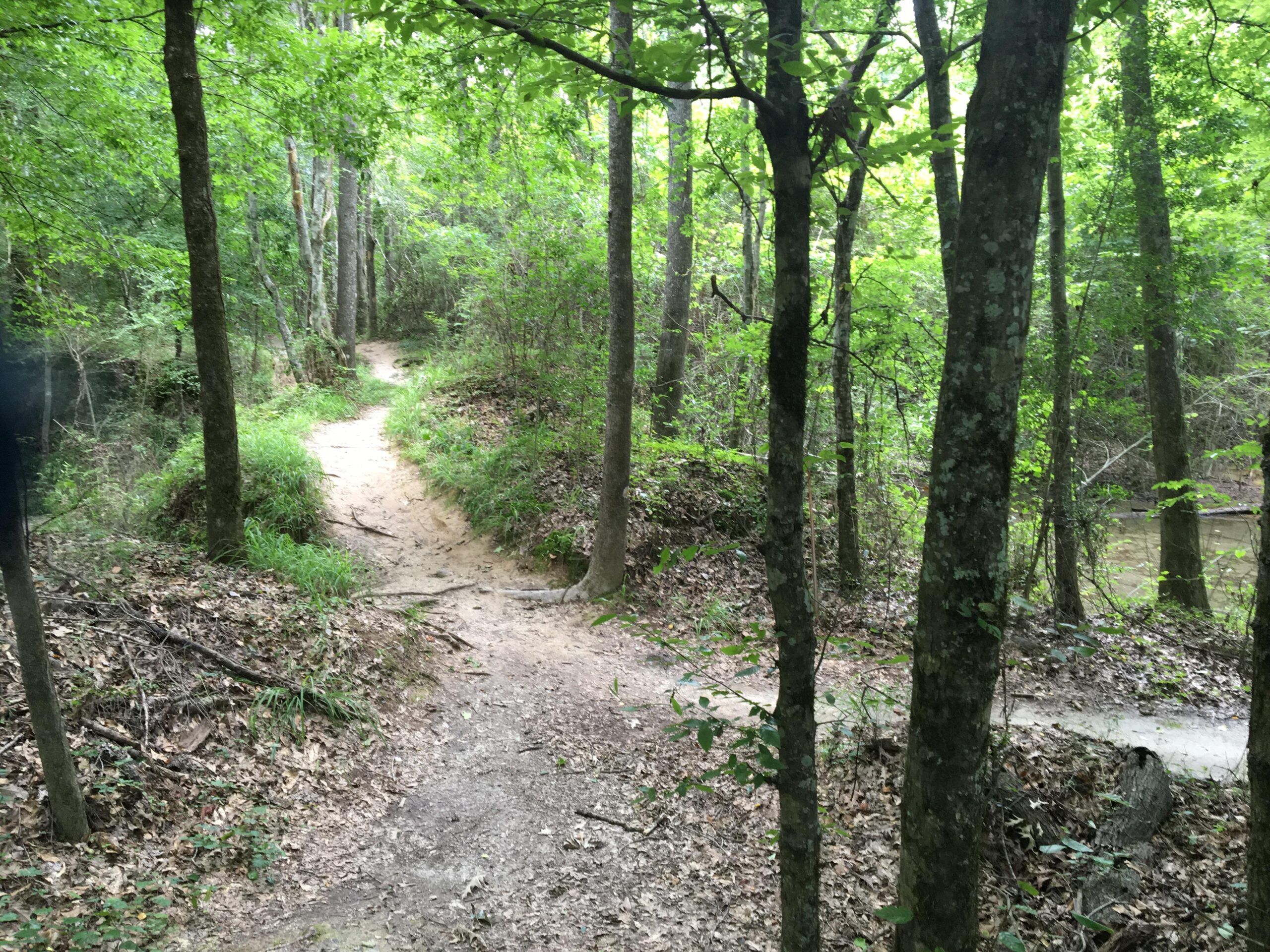 A calm forest scene featuring a dirt path winding through lush green trees. The path splits into two directions, surrounded by greenery and fallen leaves, with a tranquil atmosphere suggesting a natural woodland setting. Comite Trails mountain bike trail.