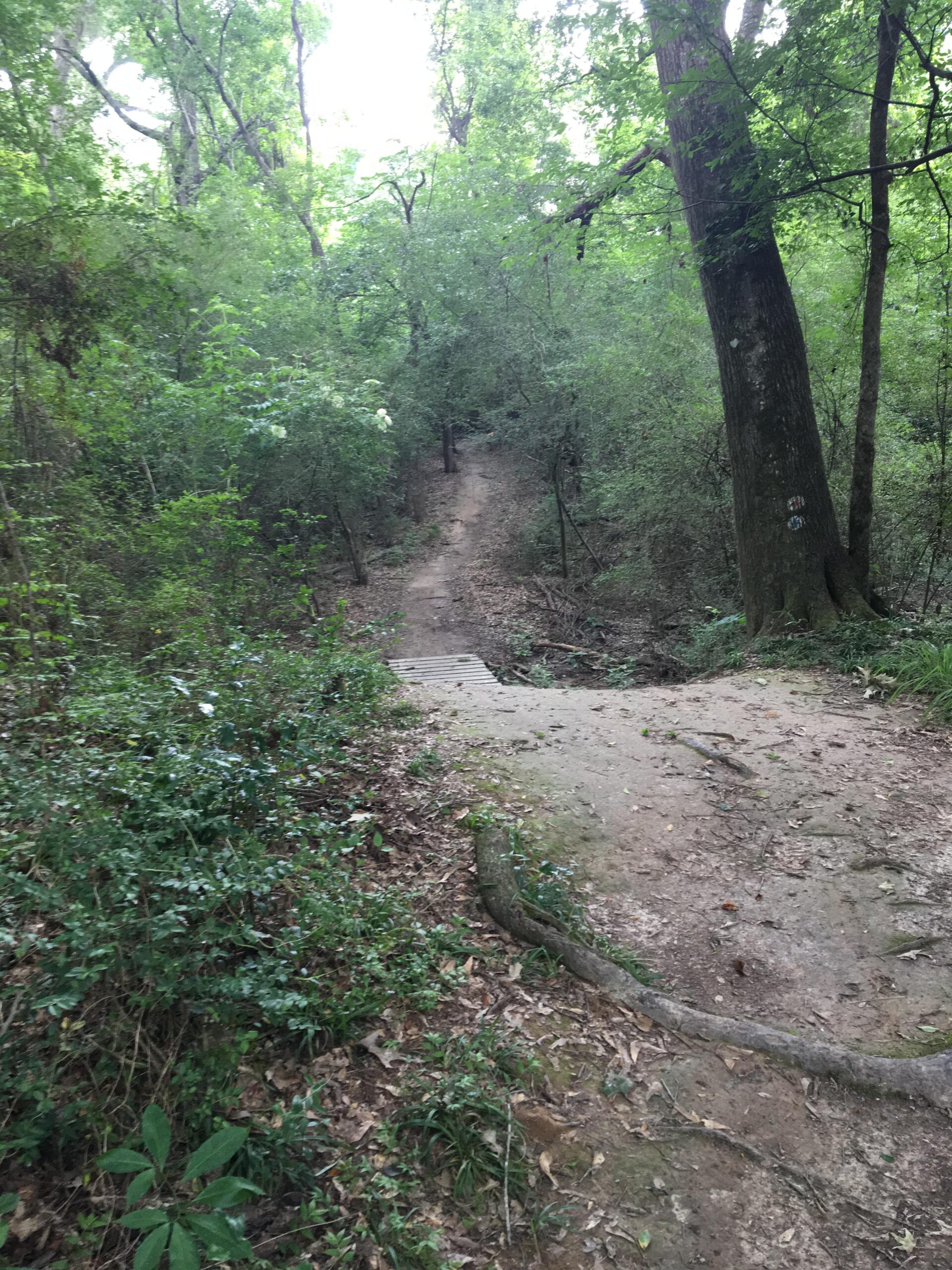 A tranquil dirt path winding through a lush green forest, surrounded by dense vegetation and tall trees. The scene captures a natural, shaded area with a slight incline, encouraging exploration and discovery in a serene outdoor environment. Comite Trails mountain bike trail.