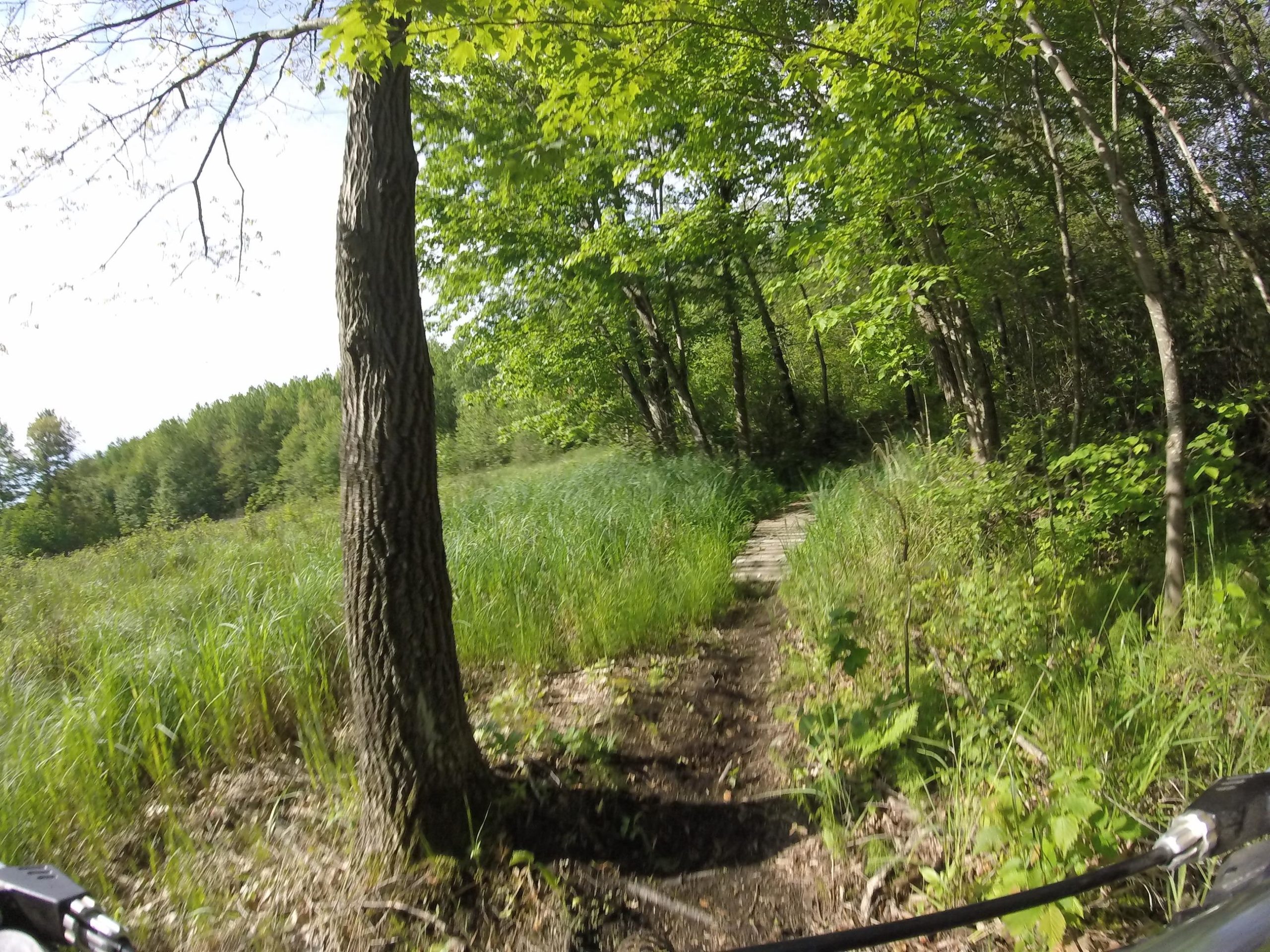 A narrow dirt bike trail winds through a lush green landscape, bordered by tall grasses and trees. Sunlight filters through the leaves, creating a vibrant and inviting atmosphere in this wooded setting. Hickory Ridge mountain bike trail.